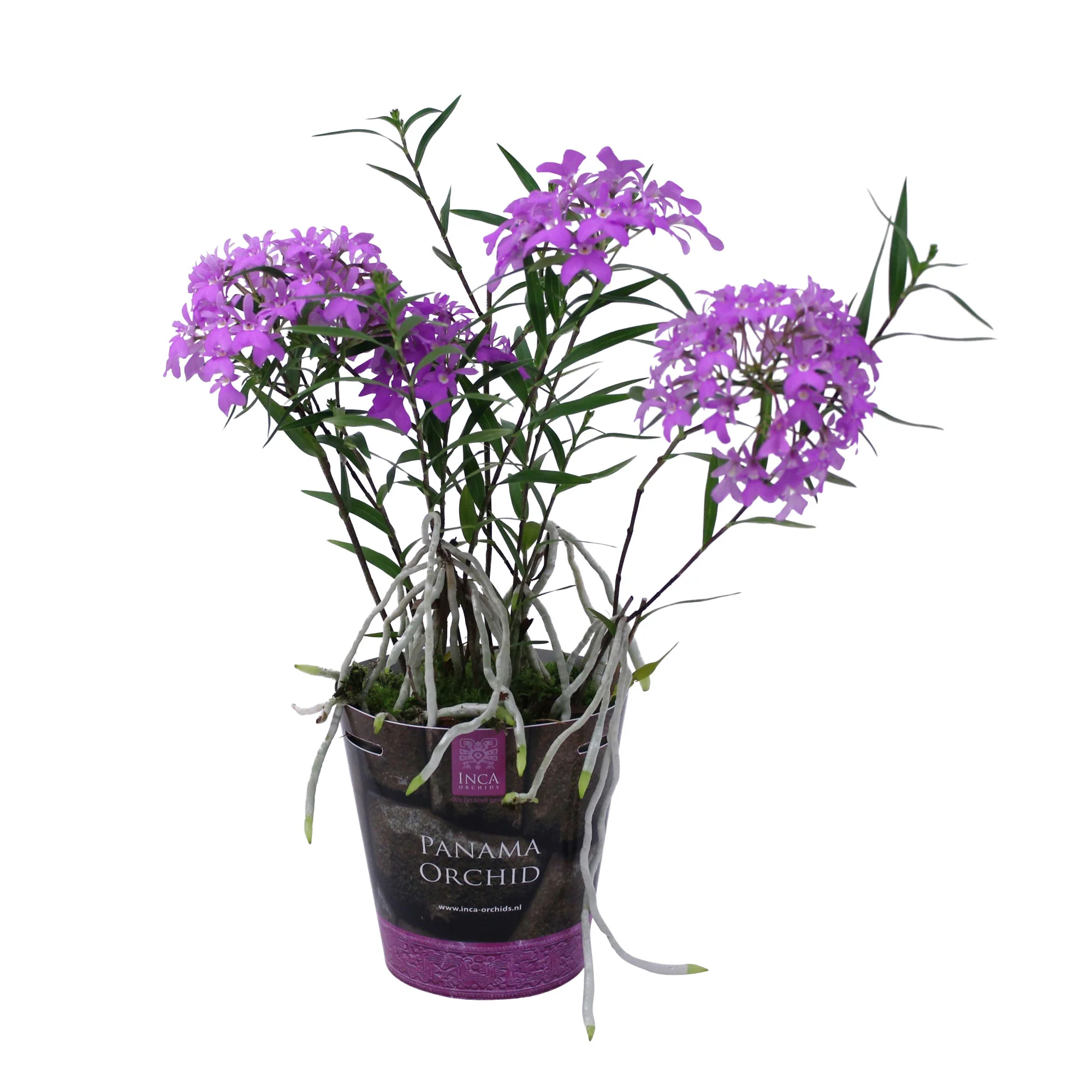 Orchidée Epidendrum 'Panama' Violet - Image 4