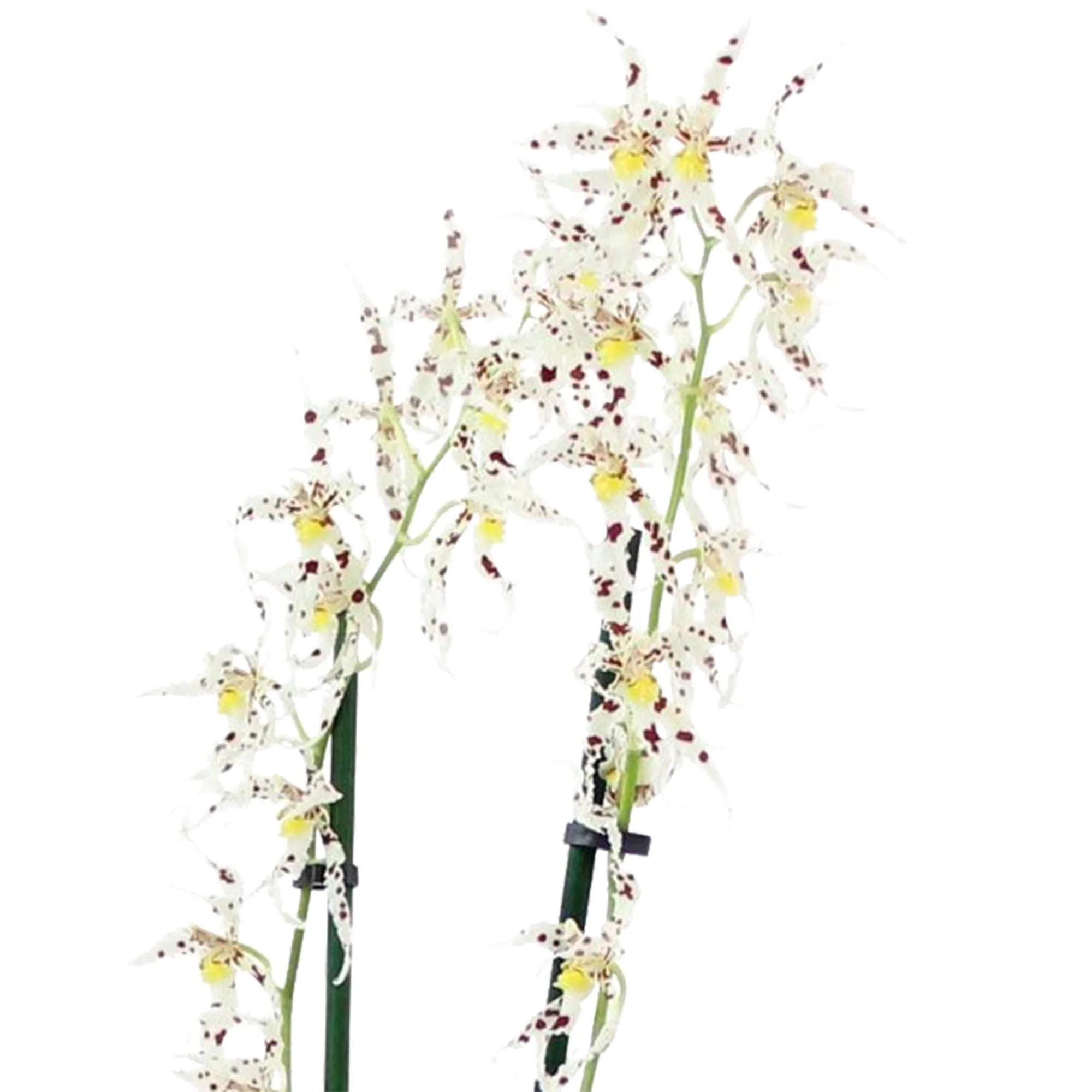 Orchidée Odontoglossum naevium Violet-Blanc