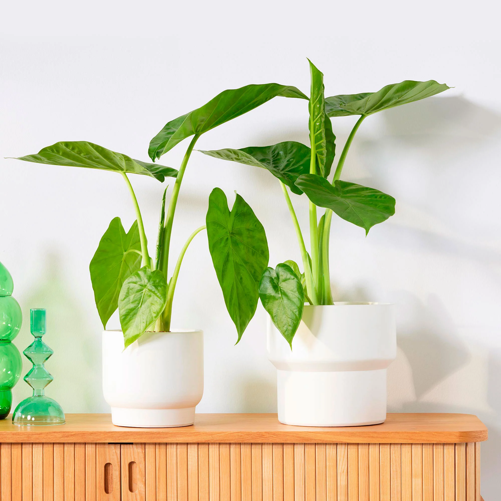 Oreilles d'éléphant Alocasia macrorrhizos