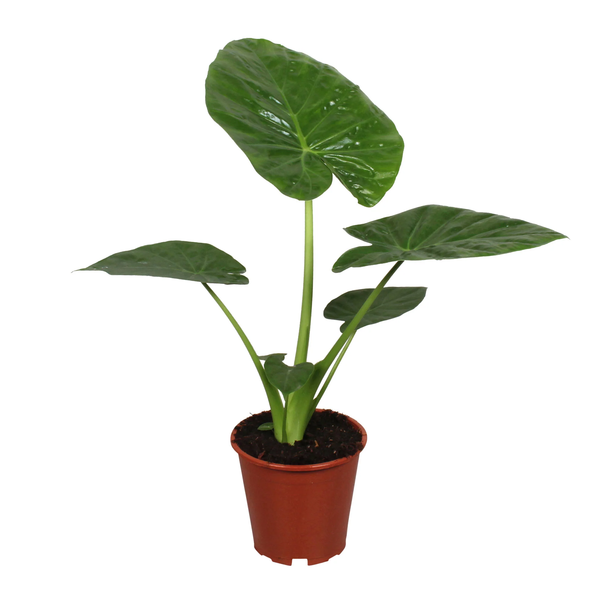 Oreilles d'éléphant Alocasia macrorrhizos - Image 4