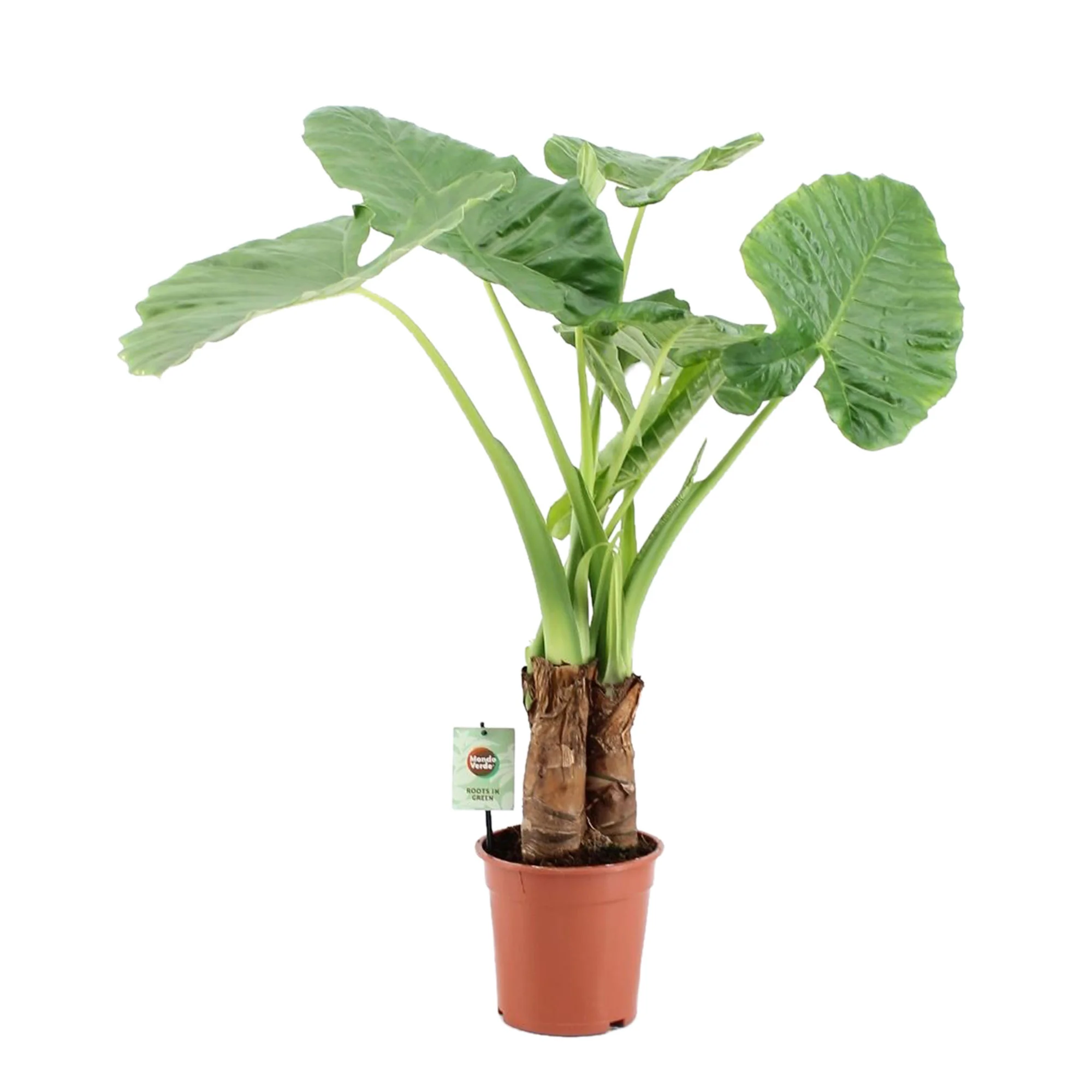 Oreilles d'éléphant Alocasia macrorrhizos XL - Image 3