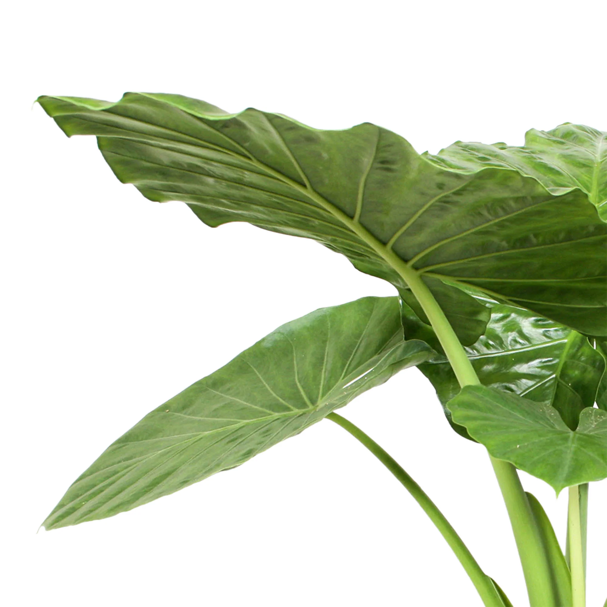 Oreilles d'éléphant Alocasia odora - Image 3