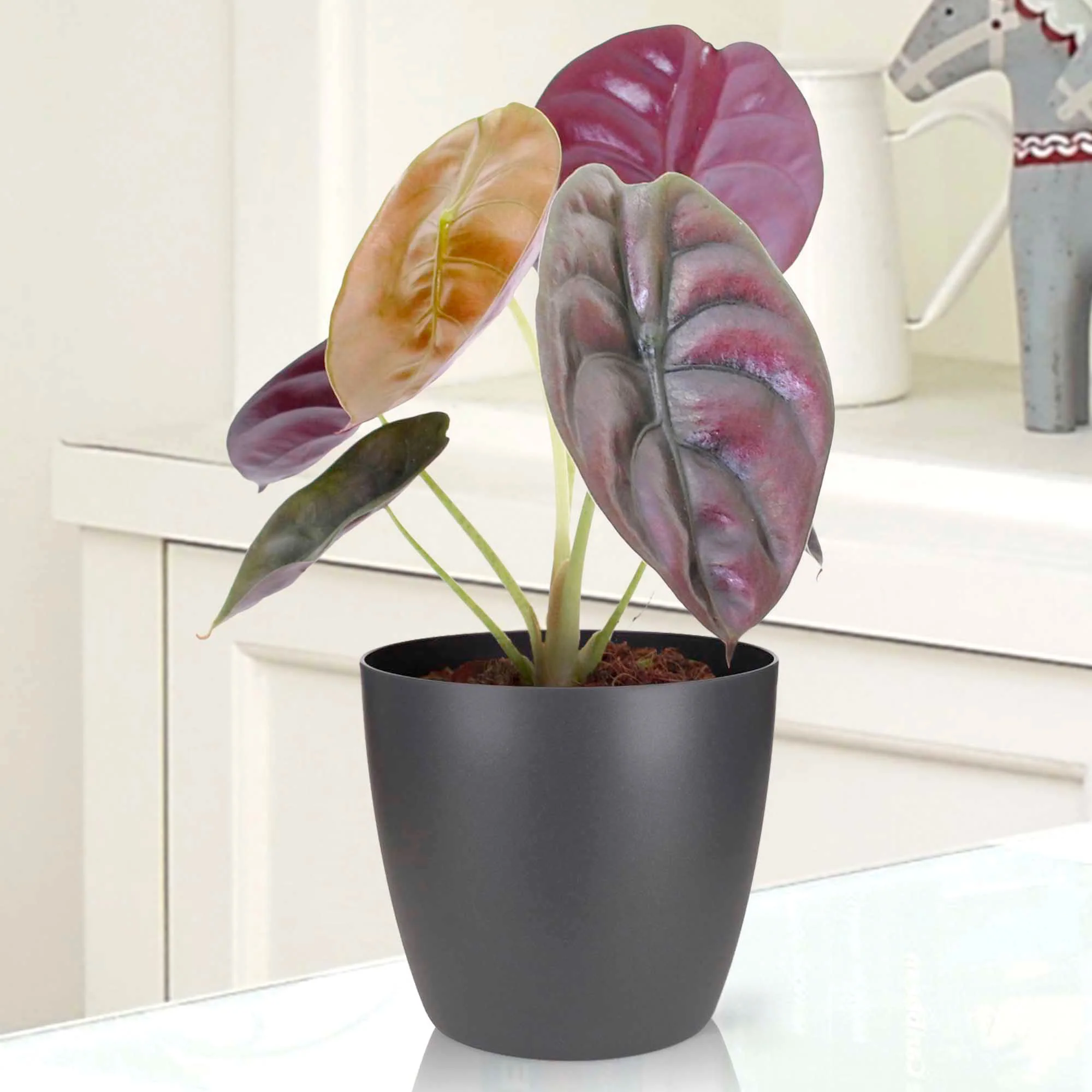 Oreilles d'éléphant Alocasia 'Red Secret'