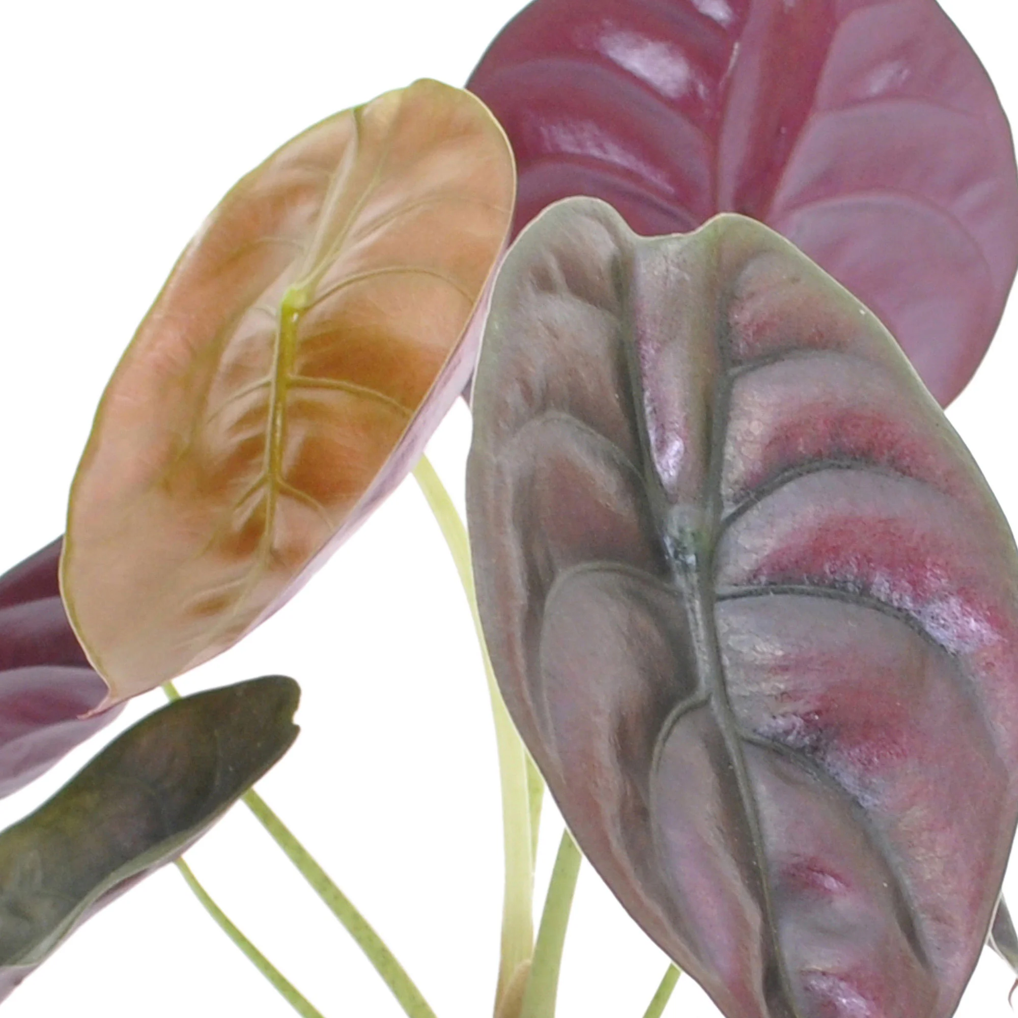 Oreilles d'éléphant Alocasia 'Red Secret' - Image 3