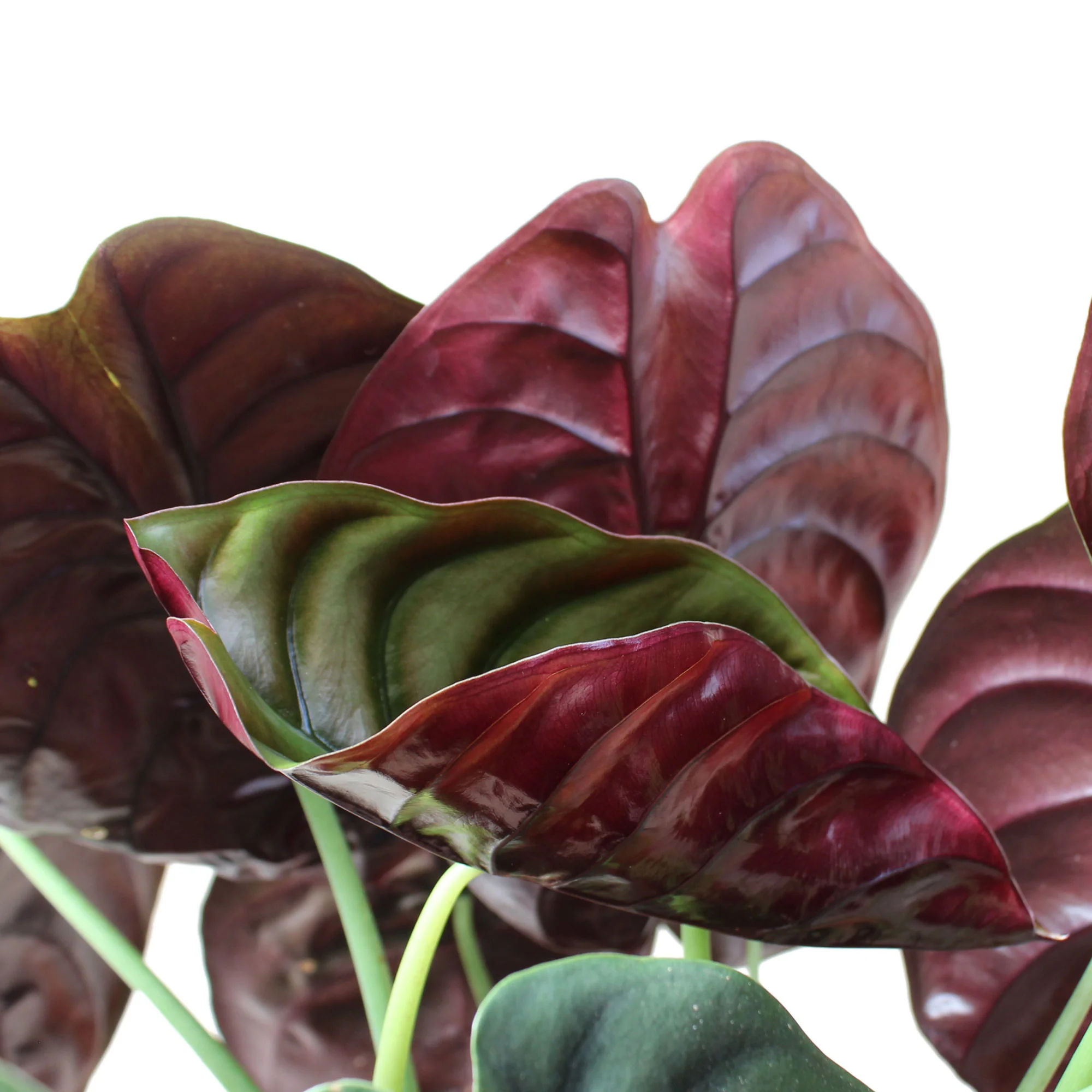 Oreilles d'éléphant Alocasia 'Red Secret' - Image 2