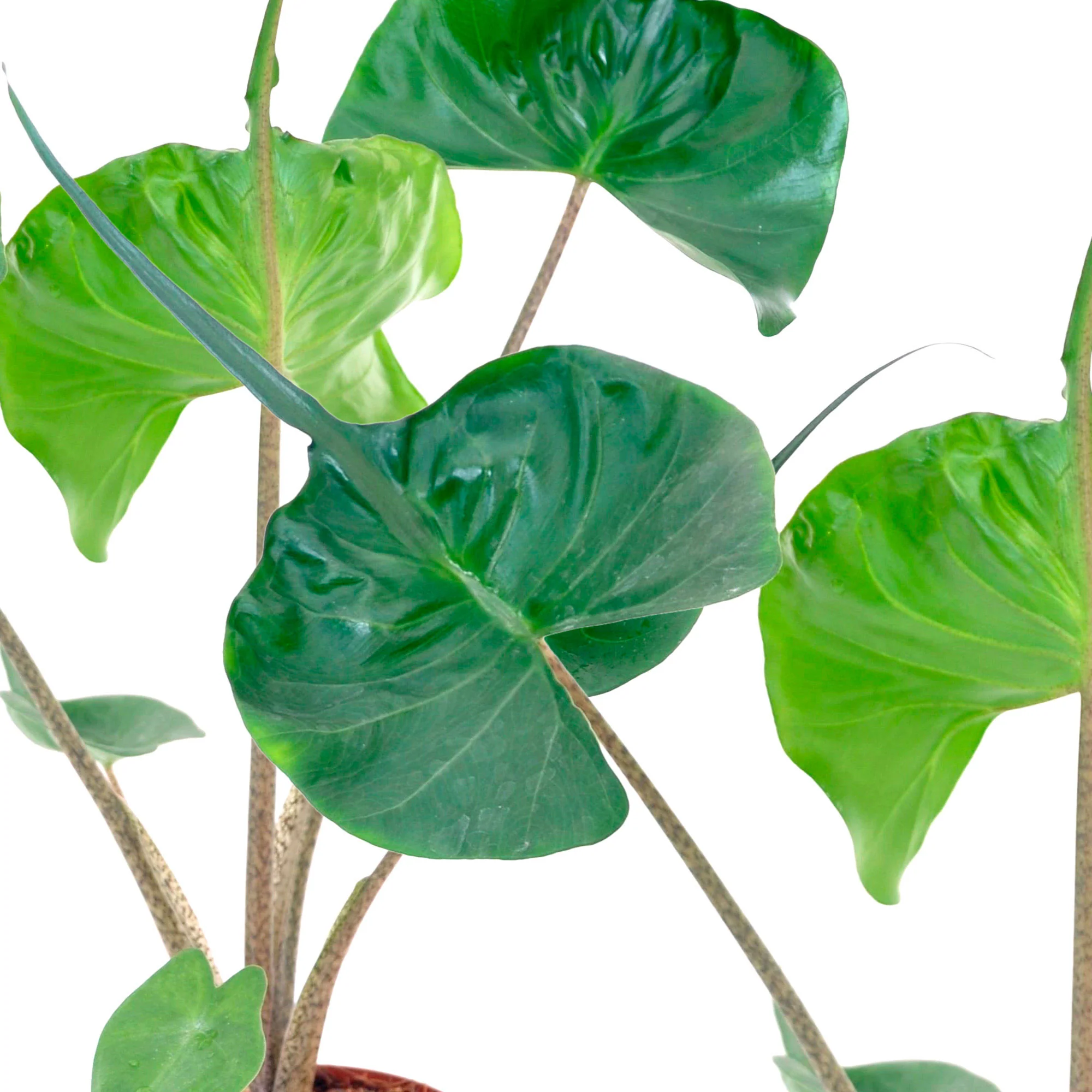 Oreilles d'éléphant Alocasia 'Stingray' - Image 3