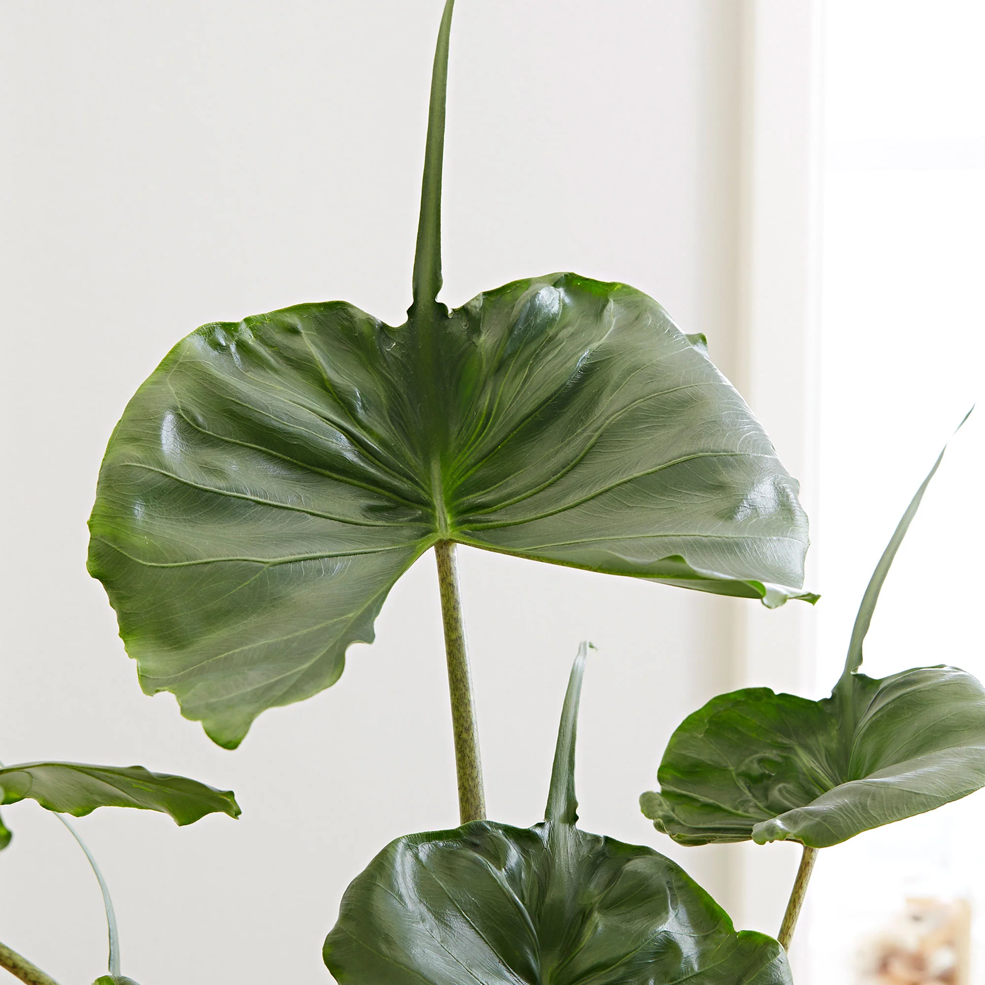 Oreilles d'éléphant Alocasia 'Stingray' XL - Image 3