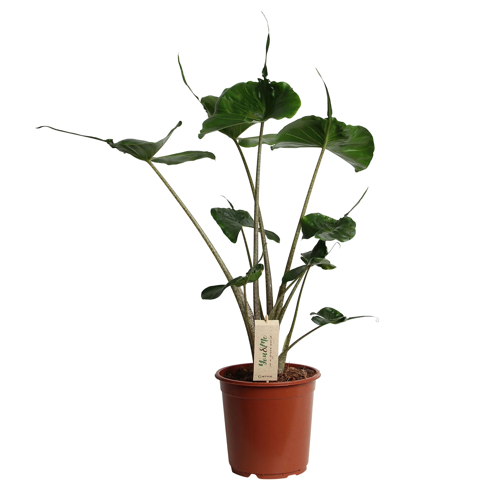 Oreilles d'éléphant Alocasia 'Stingray' XL - Image 4