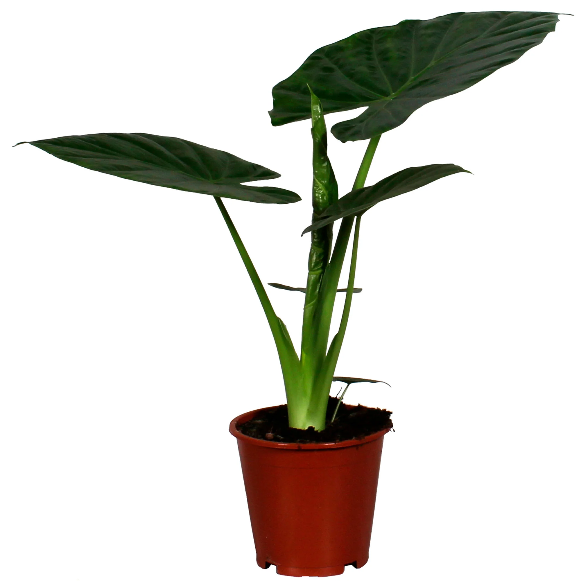 Oreilles d'éléphant Alocasia wentii - Image 3