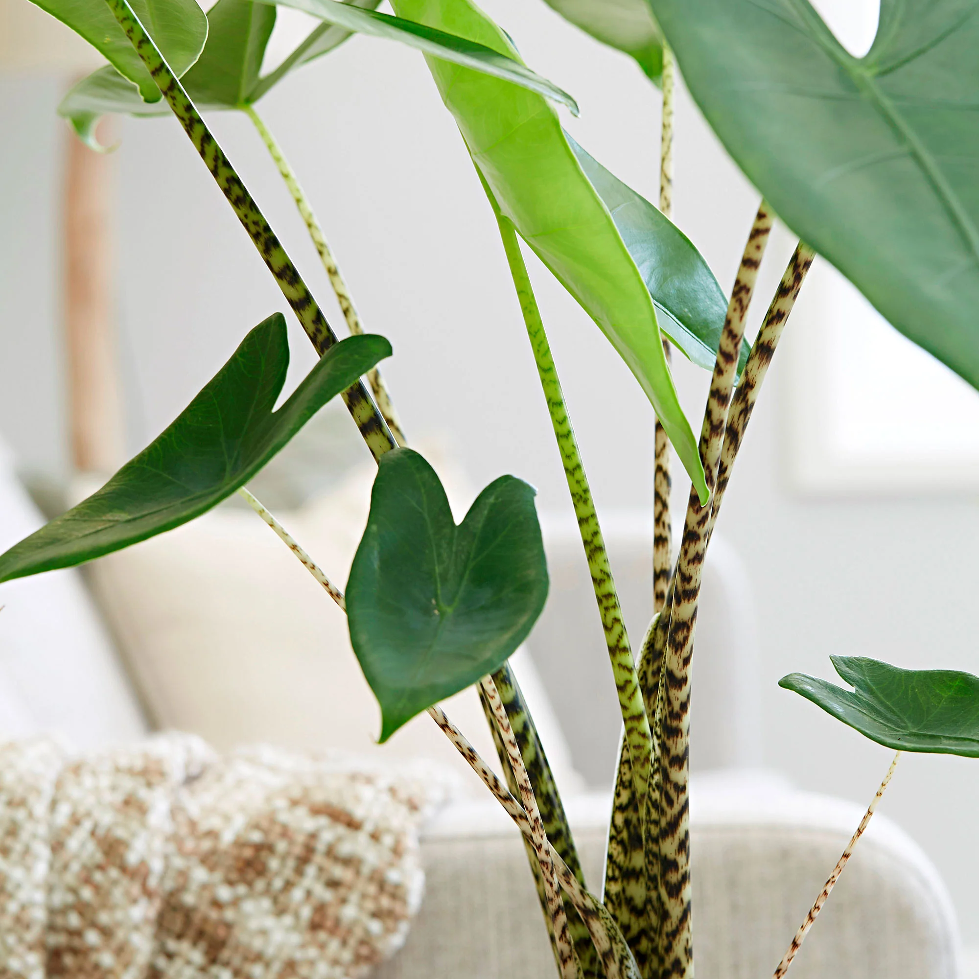 Oreilles d'éléphant Alocasia zebrina - Image 3