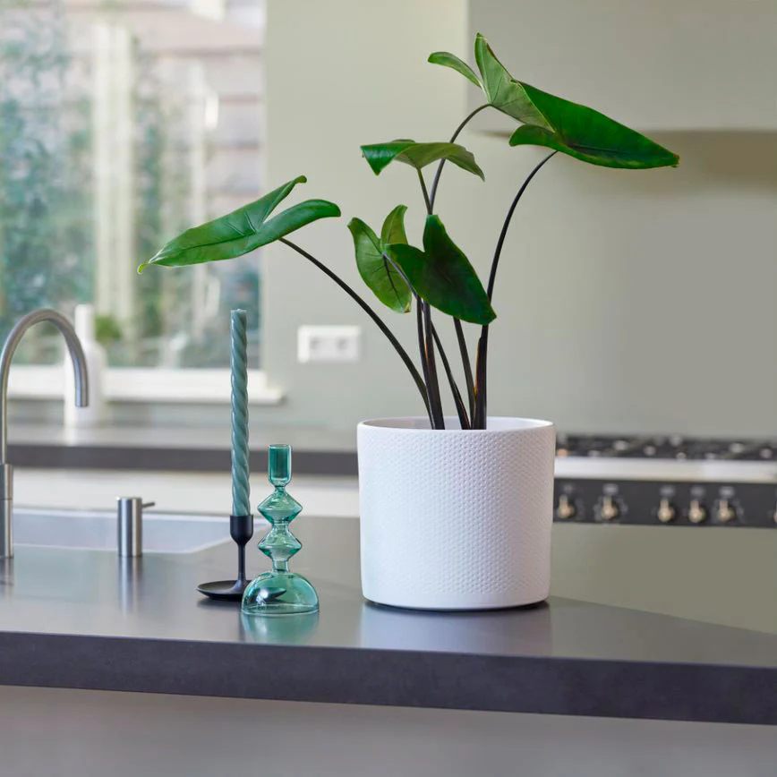 Oreilles d'éléphant Alocasia zebrina Black Stem