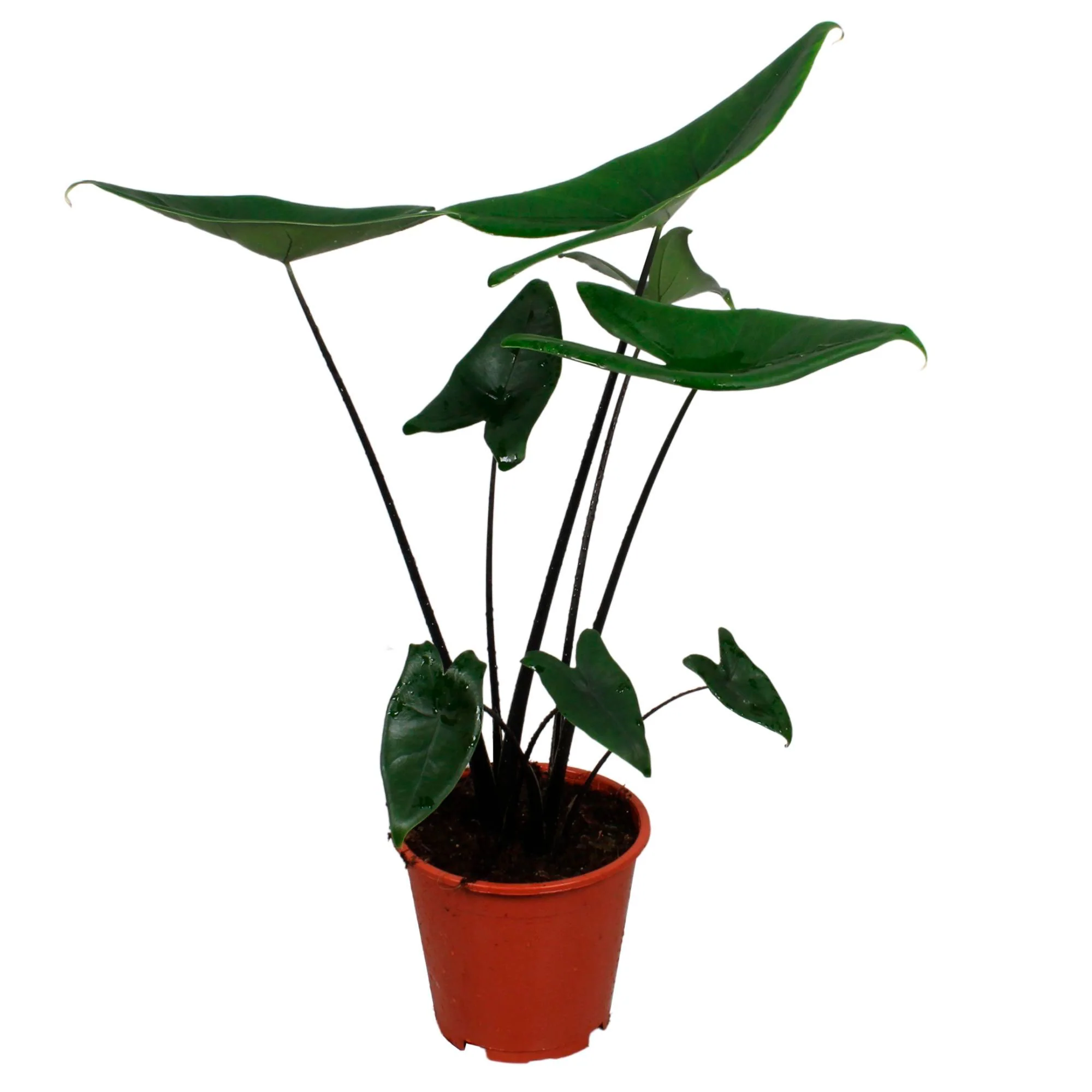 Oreilles d'éléphant Alocasia zebrina Black Stem - Image 4