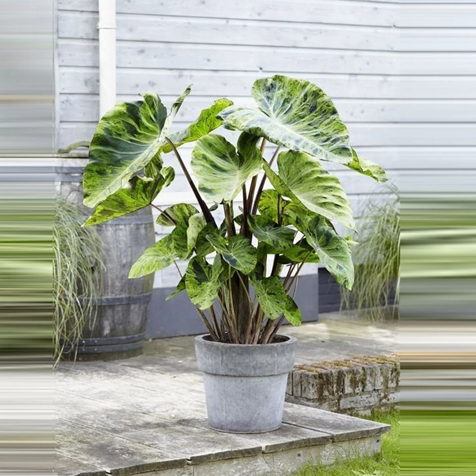 Oreilles d'éléphant Colocasia 'Mojito' - Plante des marais, Plante de berge - Image 2