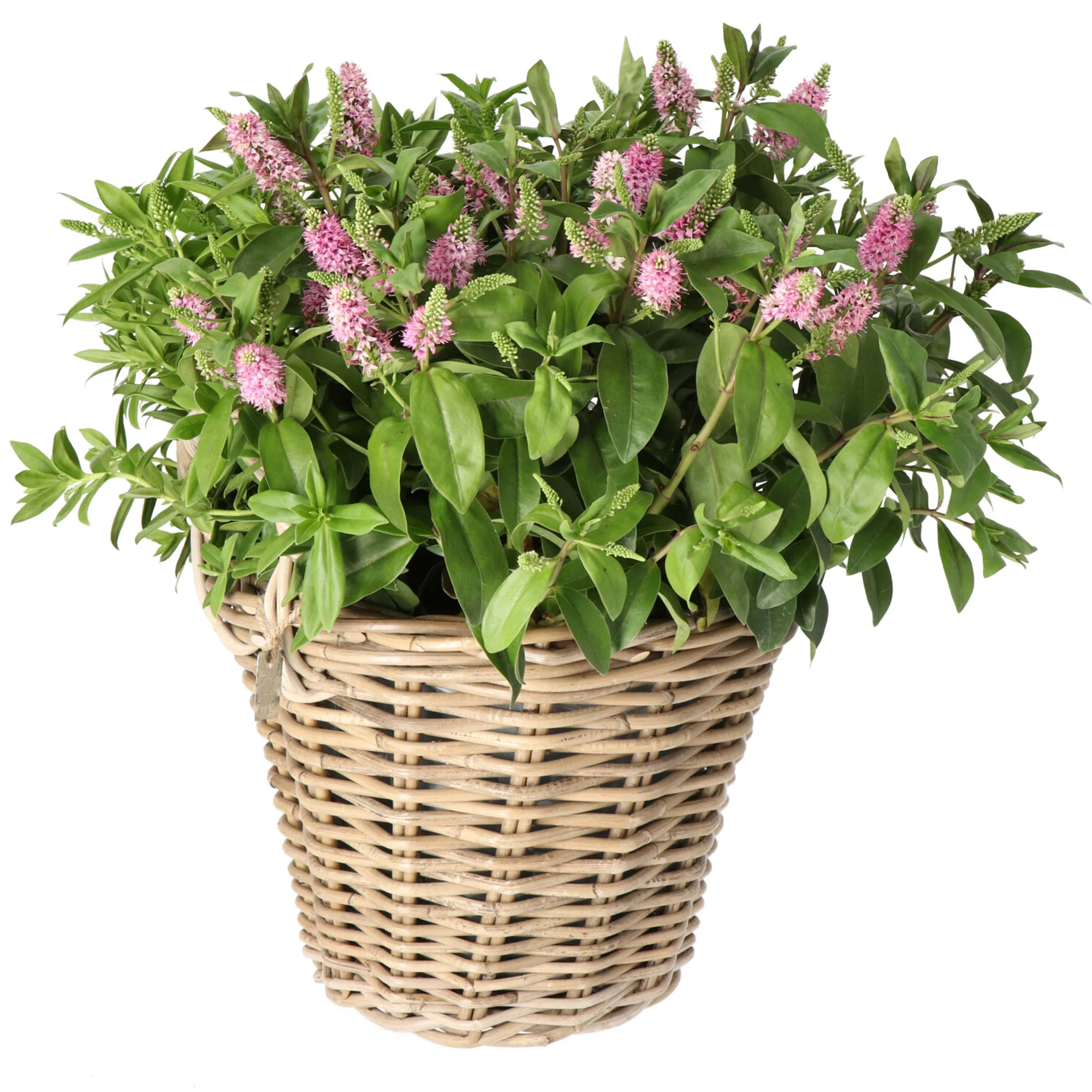 Osier Aardappelmand gris - Pot pour l'intérieur et l'extérieur - Image 3