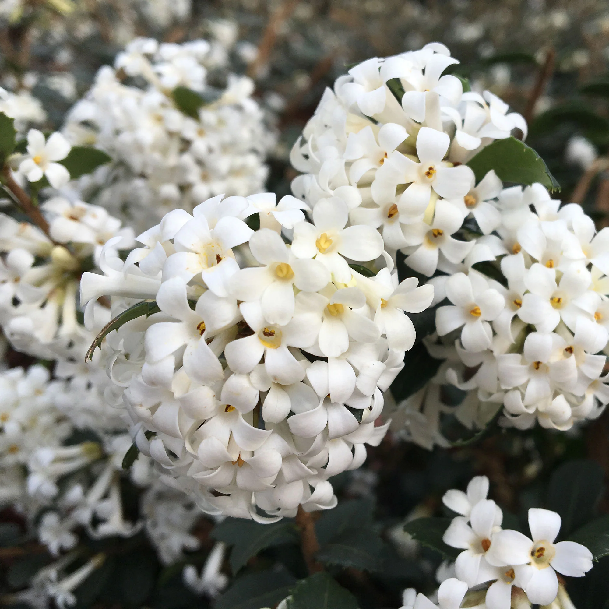 Osmanthe à feuilles de houx Osmanthus 'Perfume of Nature' blanc - Image 2