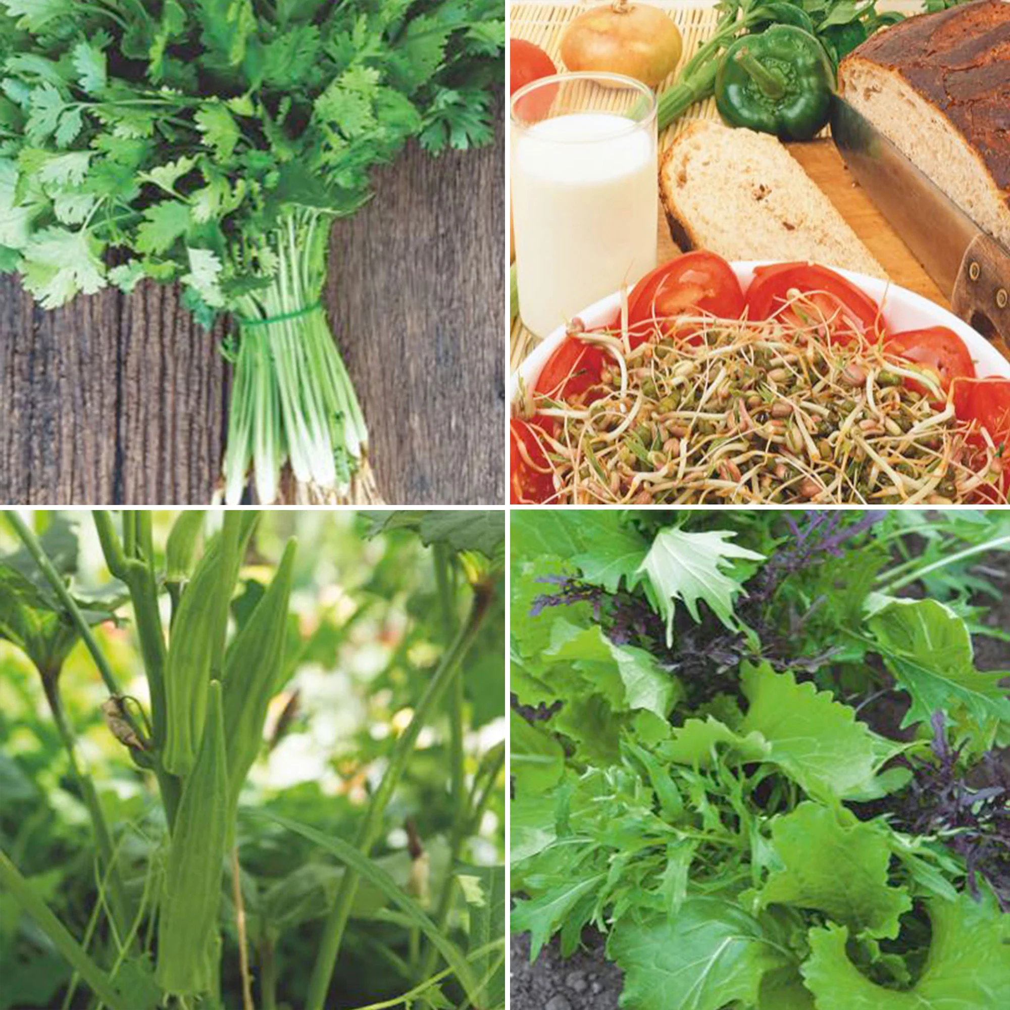 Pack asiatique 'Absolument Asiatique' Graines de légumes, graines aromatiques - Image 3