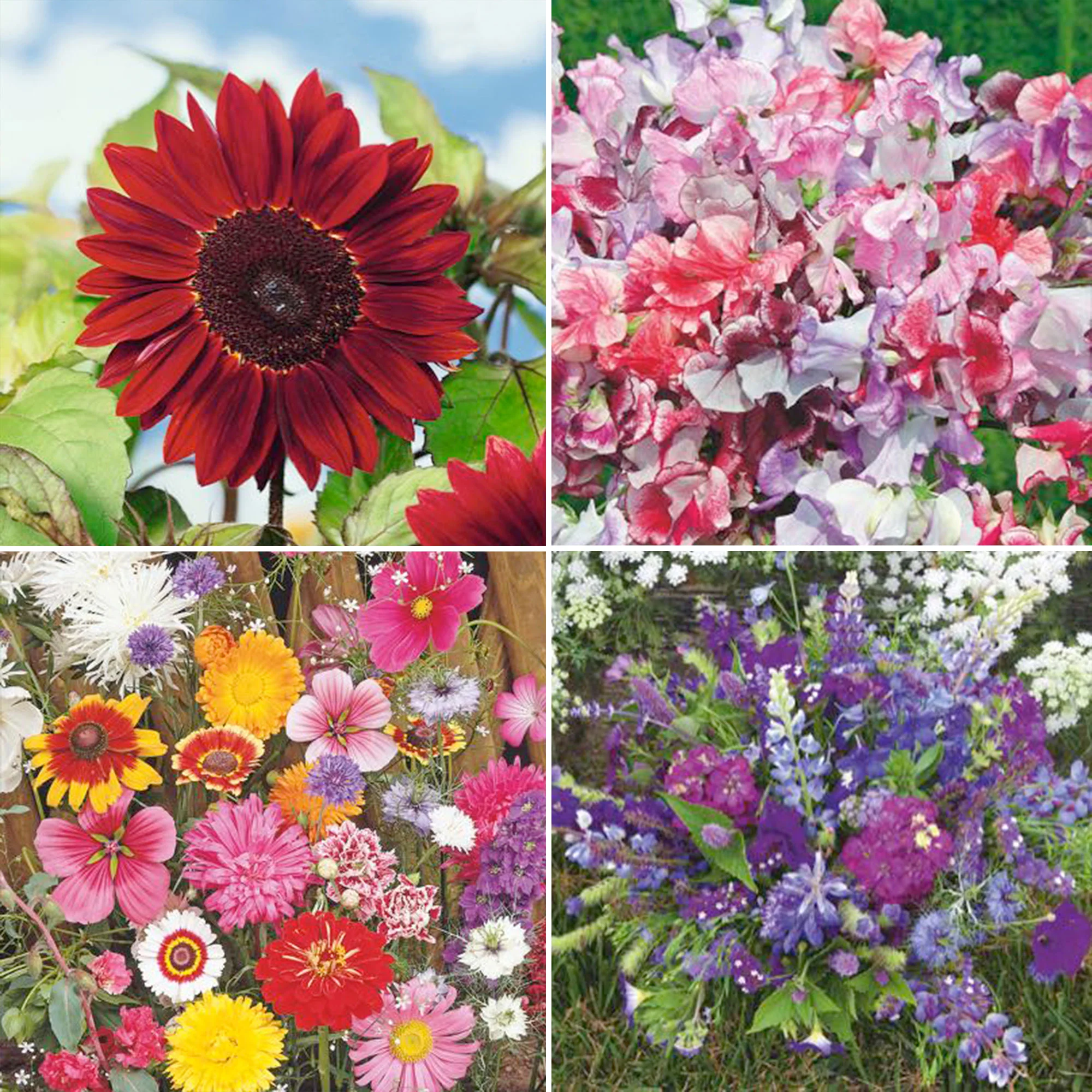Pack de fleurs coupées 'Bouquet Bourgeonnant' - Semences de fleurs - Image 2