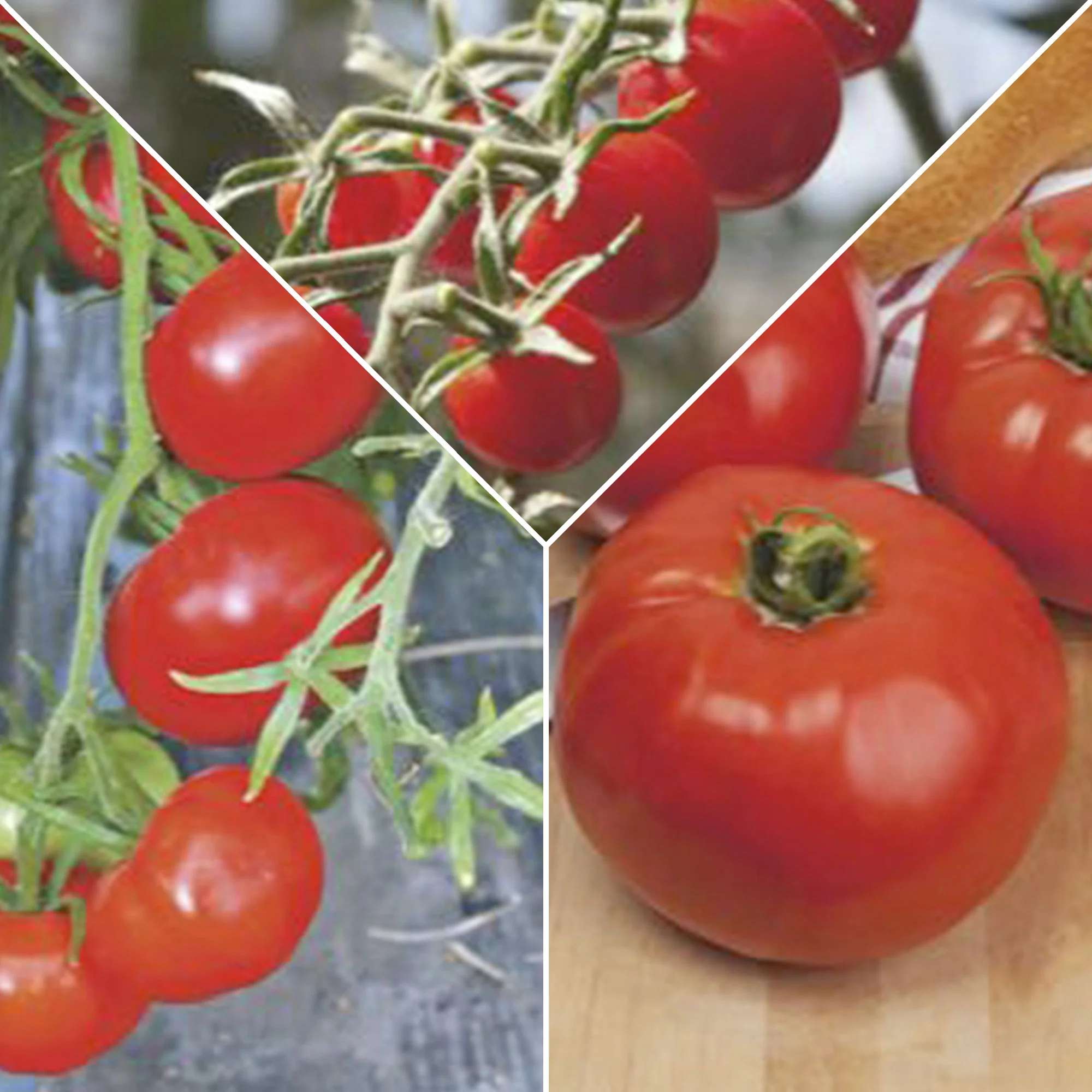 Pack de tomates 'Tomates Tentantes' Solanum - Semences de légumes - Image 3