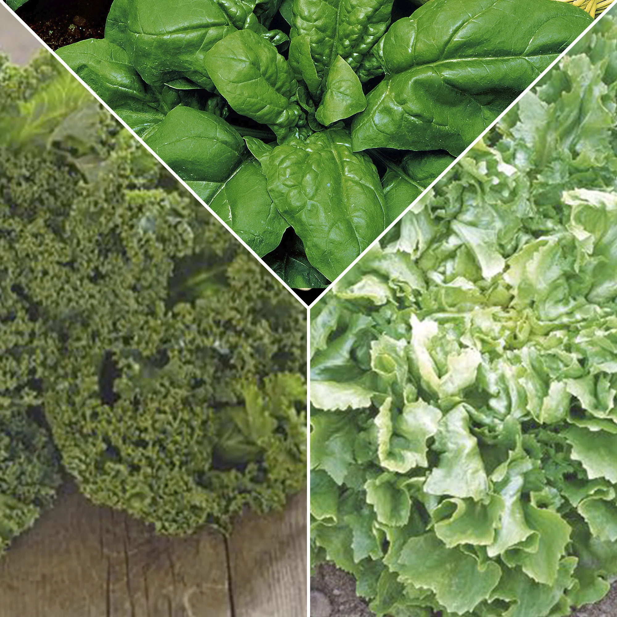Pack smoothie végétal 'Vert Vibrant' - Biologique - Semences de légumes - Image 3