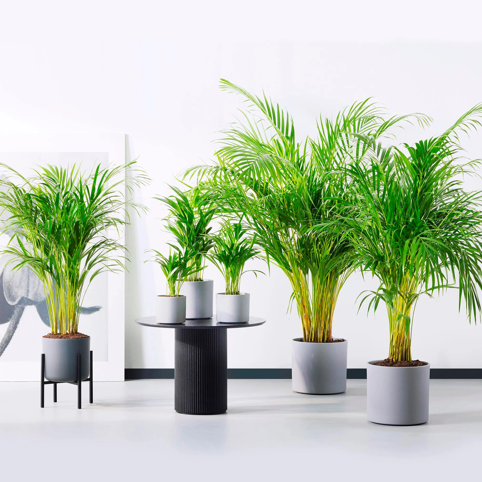 Palmier Aréca Dypsis lutescens