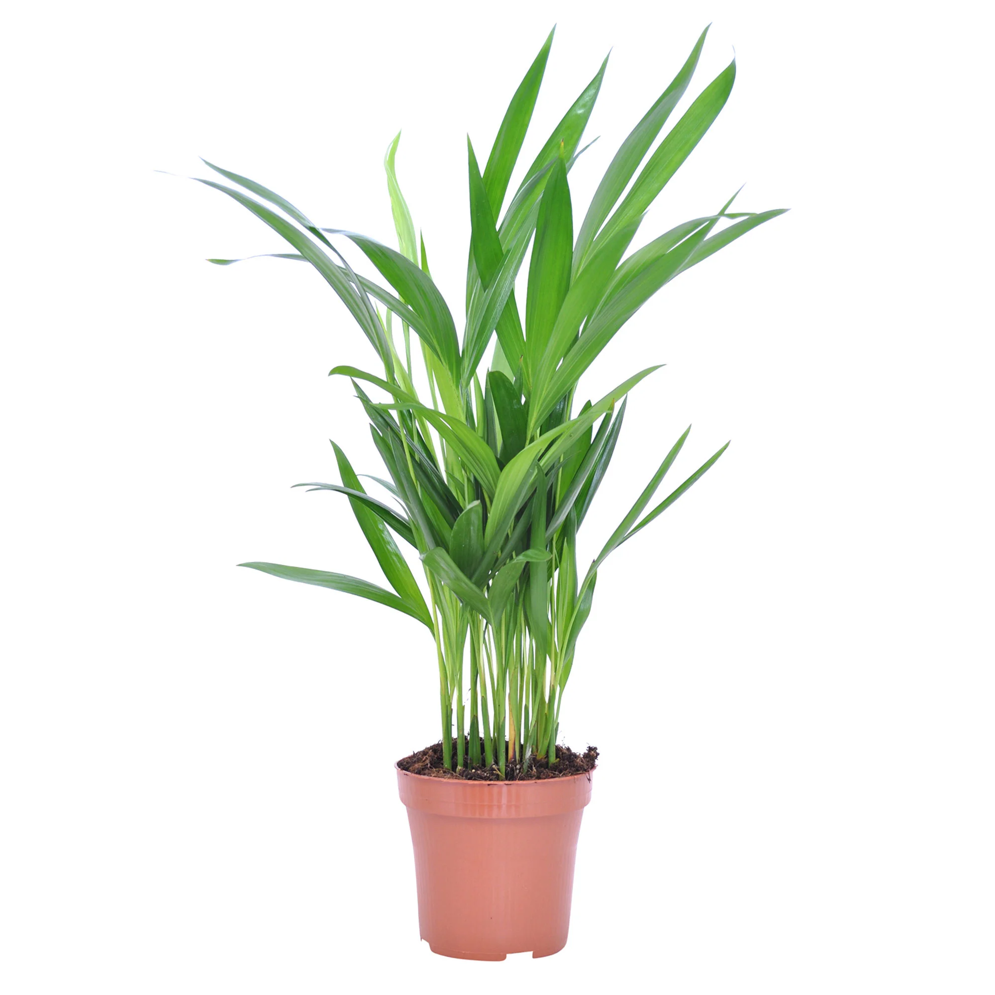 Palmier Aréca Dypsis lutescens - Image 4