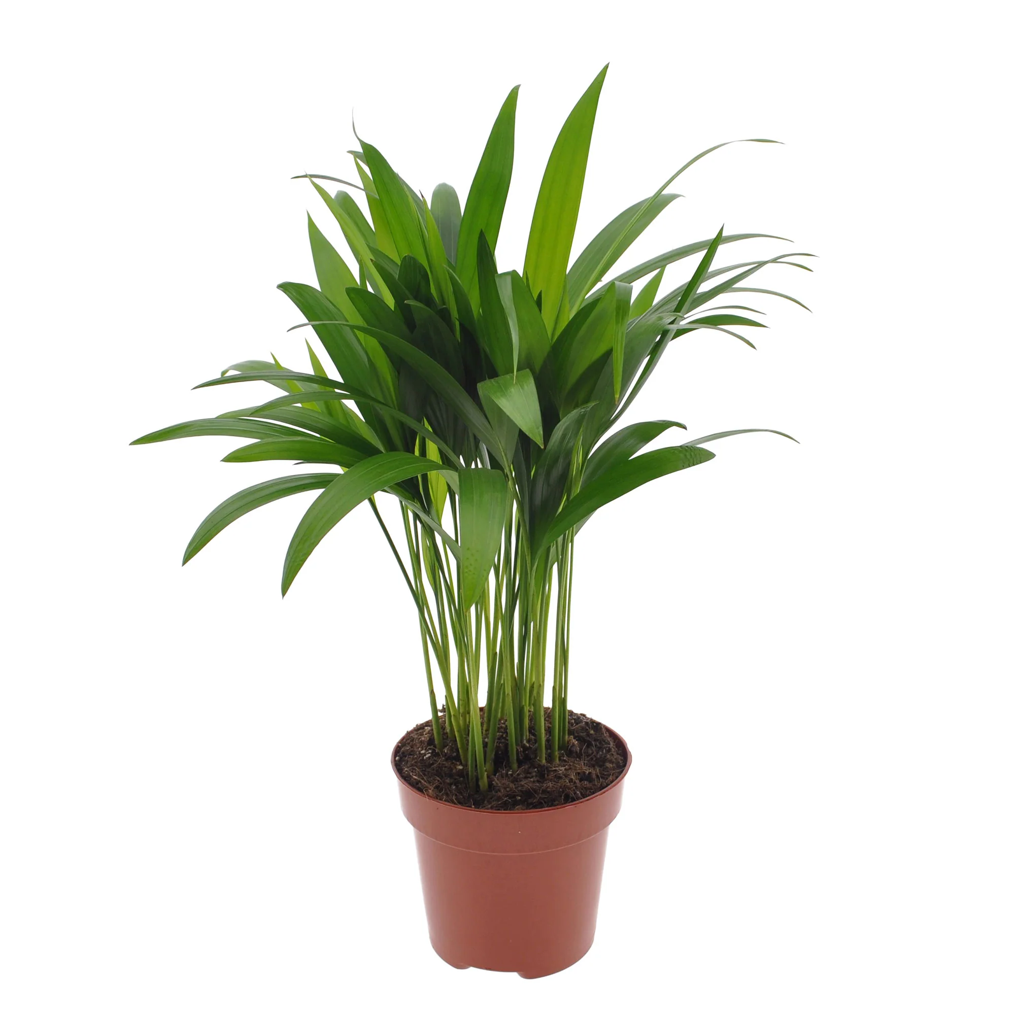 Palmier Aréca Dypsis lutescens - Image 6