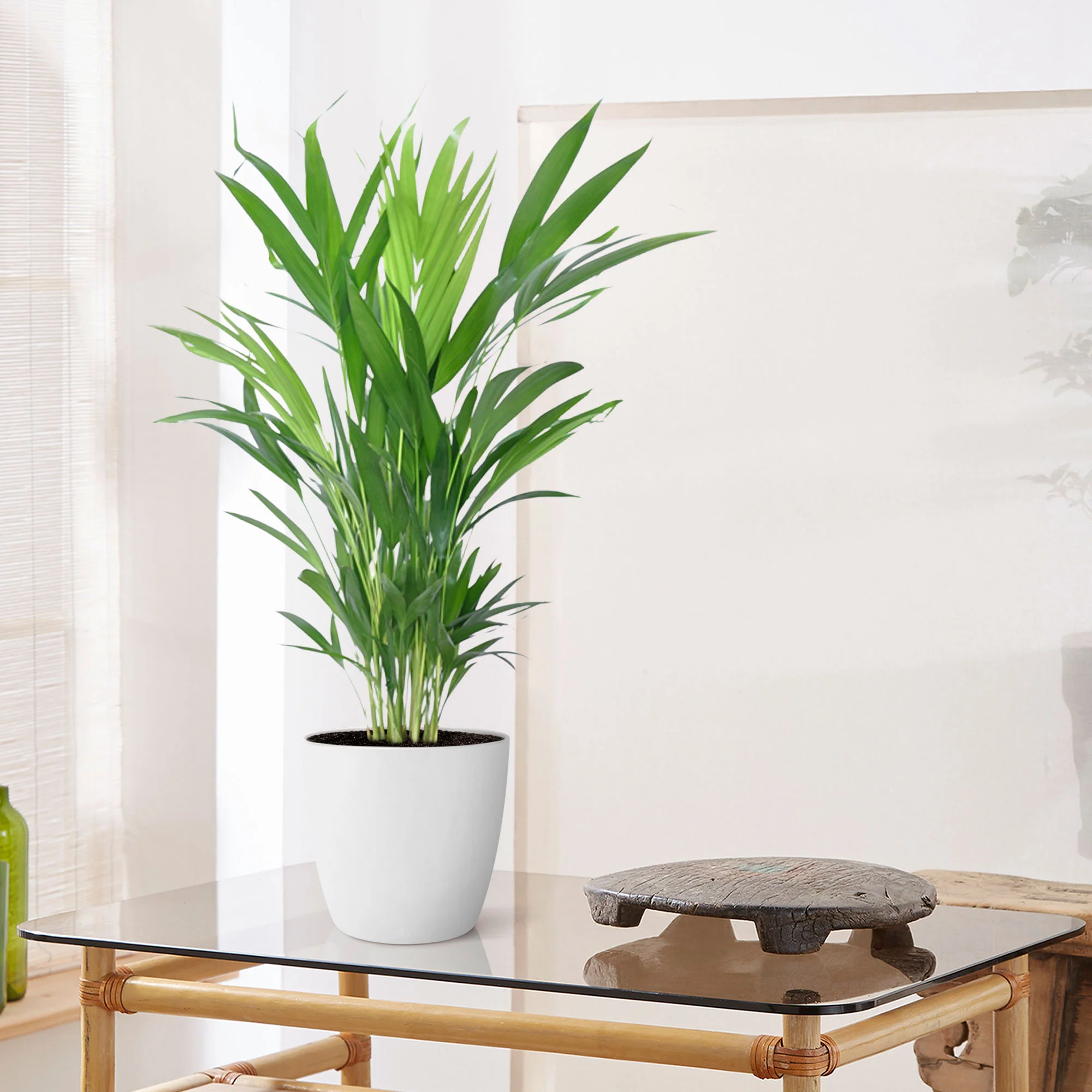 Palmier Aréca Dypsis lutescens avec cache-pot blanc - Image 2