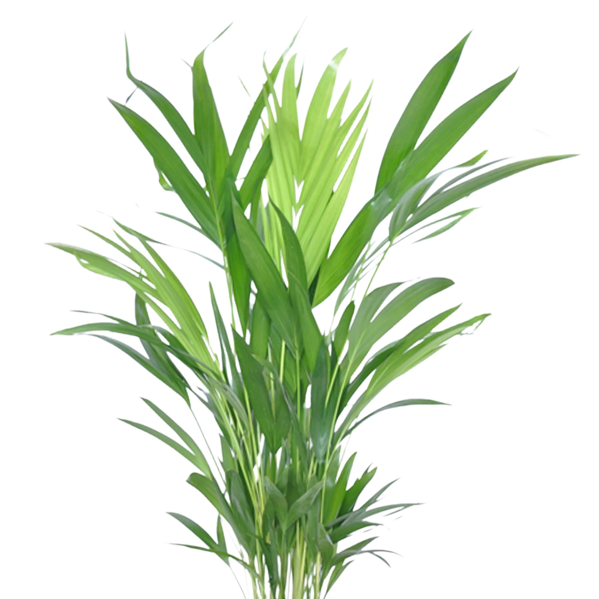 Palmier Aréca Dypsis lutescens avec cache-pot blanc - Image 3