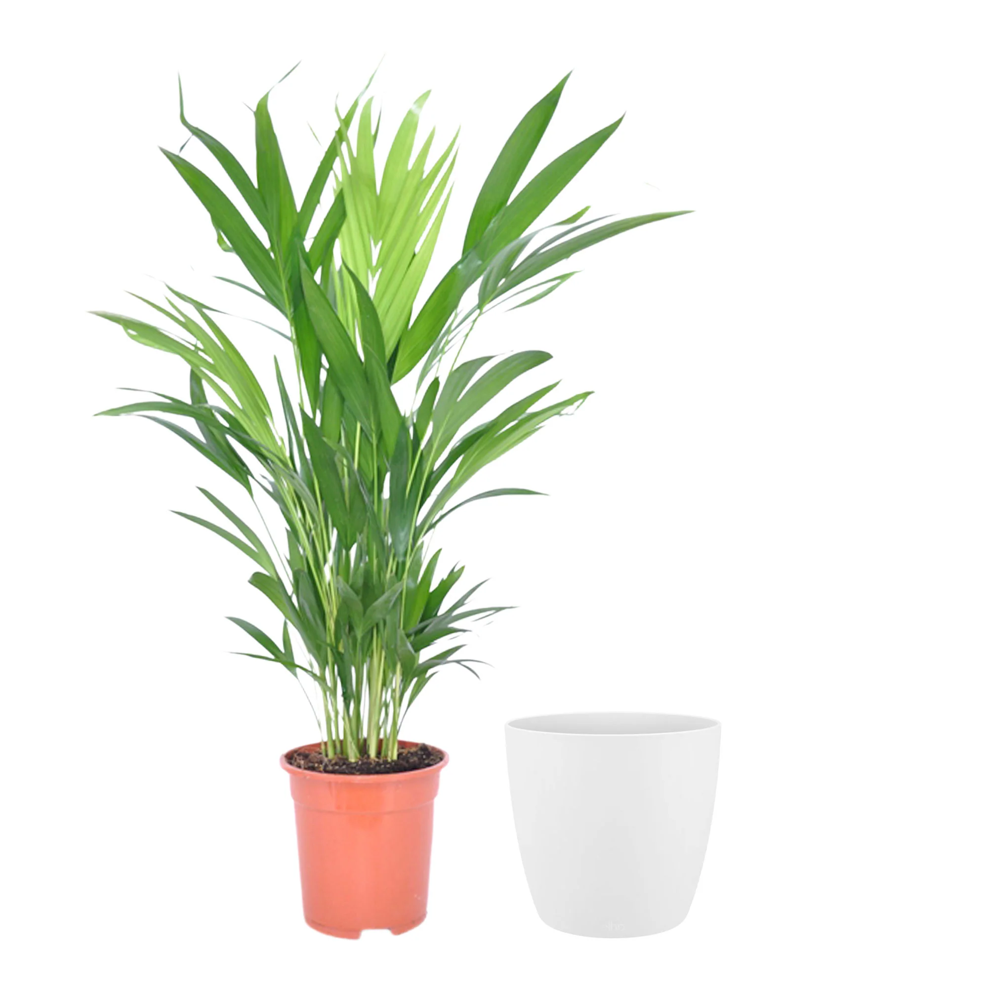 Palmier Aréca Dypsis lutescens avec cache-pot blanc - Image 5