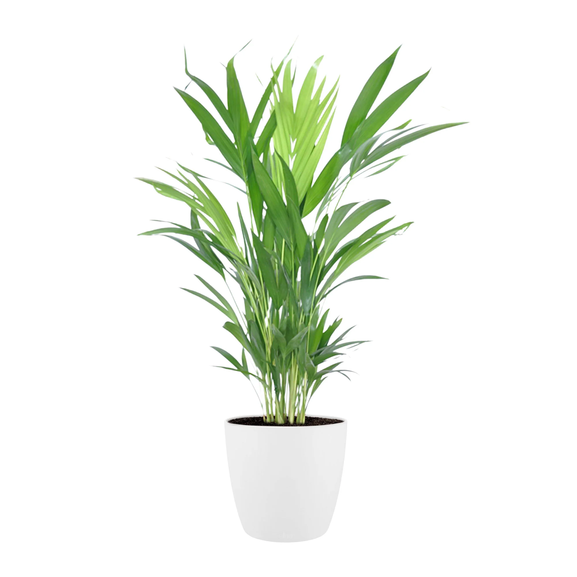 Palmier Aréca Dypsis lutescens avec cache-pot blanc - Image 6
