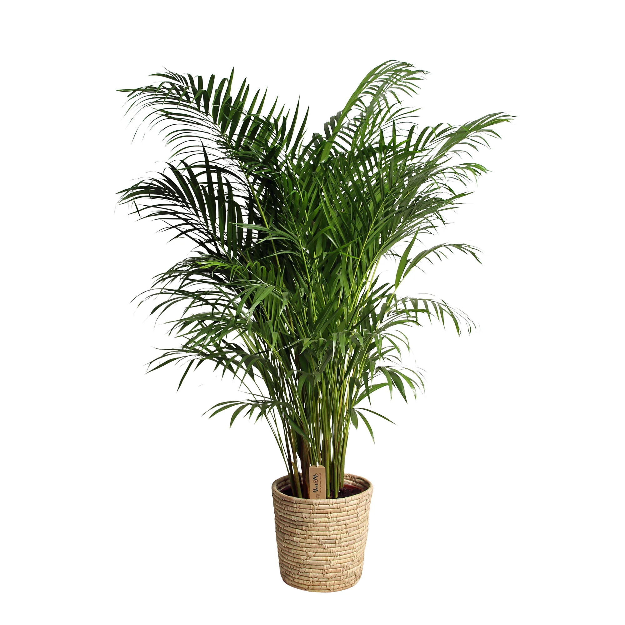 Palmier Aréca Dypsis lutescens Panier XL inclus panier en feuilles de palmier - Image 4