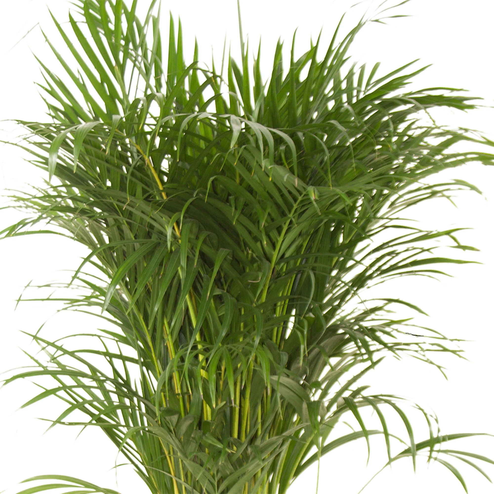 Palmier Aréca Dypsis lutescens XL - Image 3