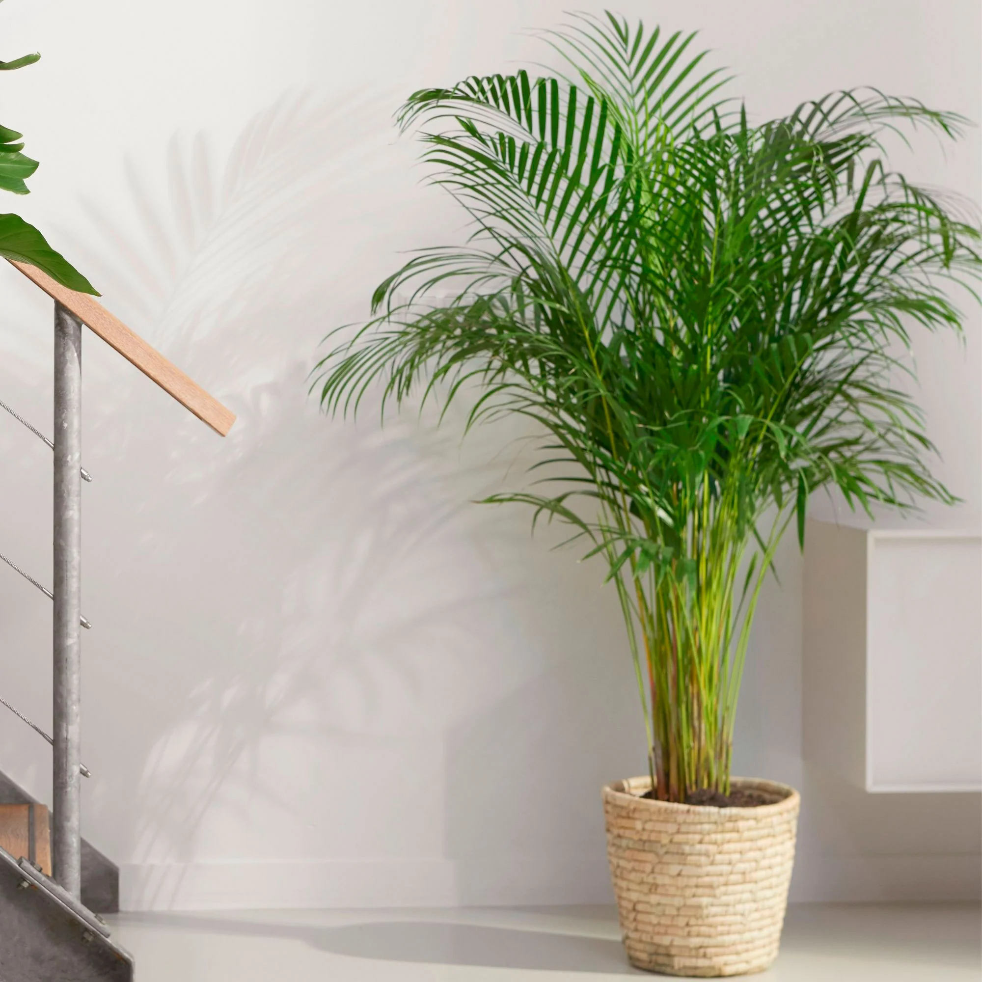 Palmier Aréca Dypsis lutescens XL vert Avec panier en osier