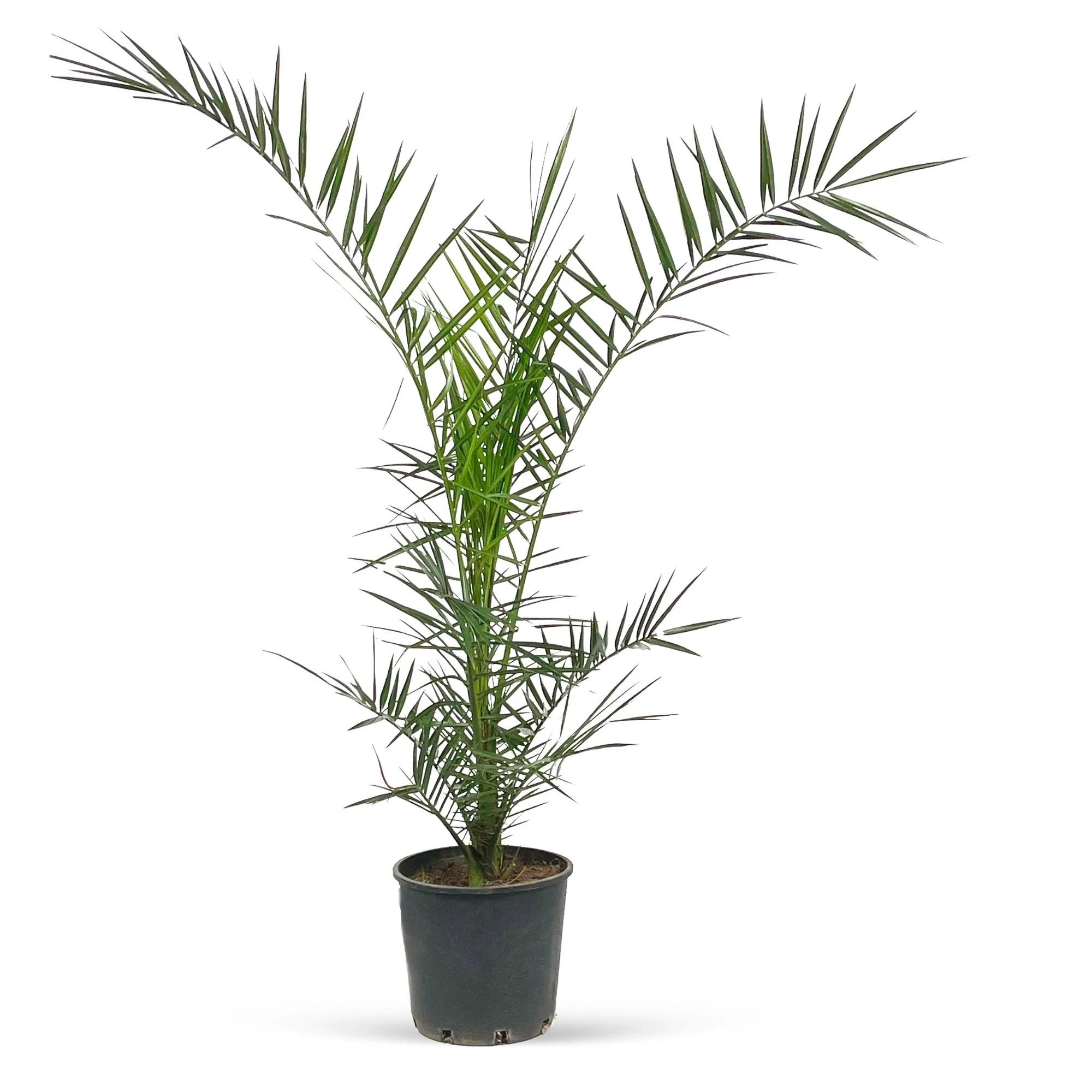 Palmier dattier Phoenix canariensis - Image 4