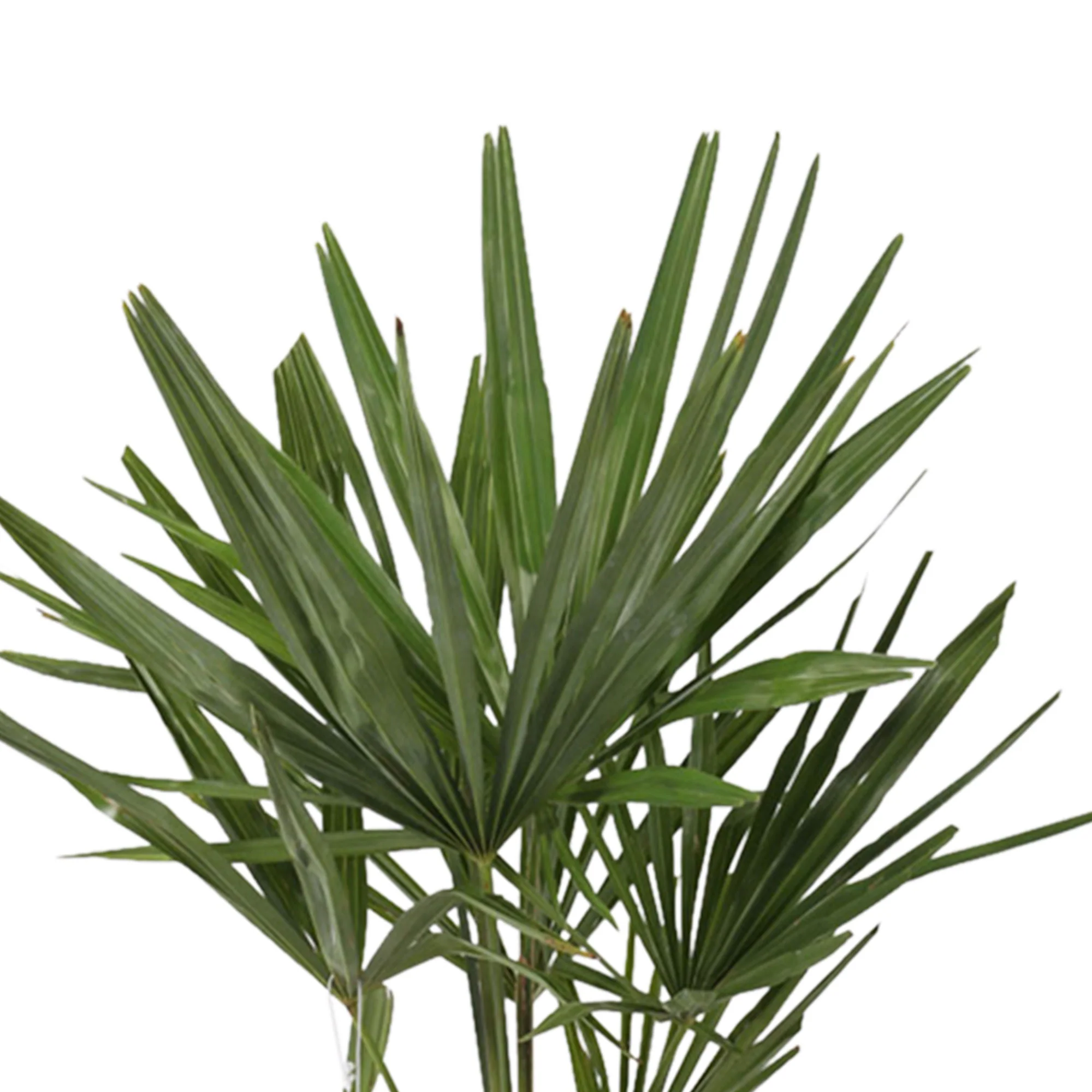 Palmier de Chine Trachycarpus fortunei incl. Cache-pot Capi gris - Image 3