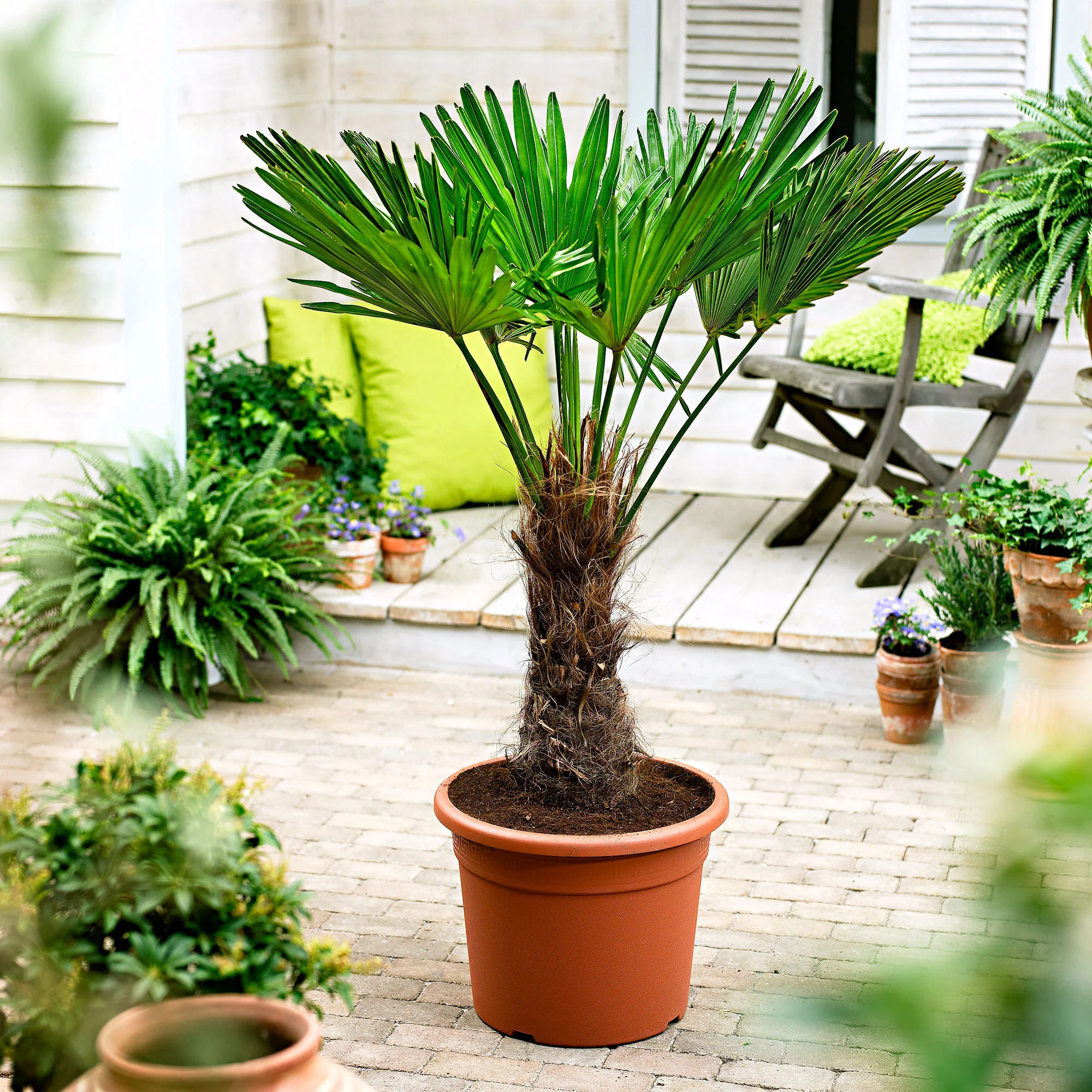 Palmier de Chine Trachycarpus fortunei incl. Cache-pot Elho noir - Image 2