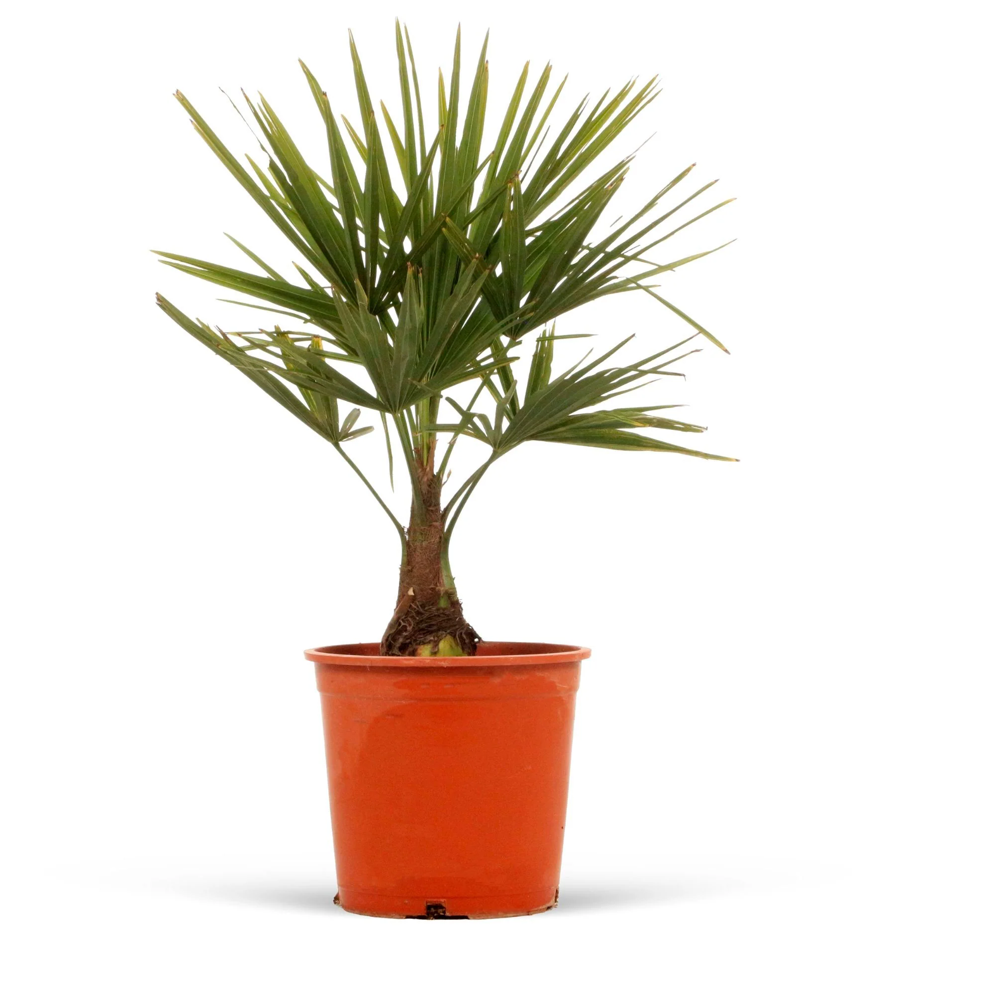 Palmier de Chine Trachycarpus fortunei Vert - Image 5