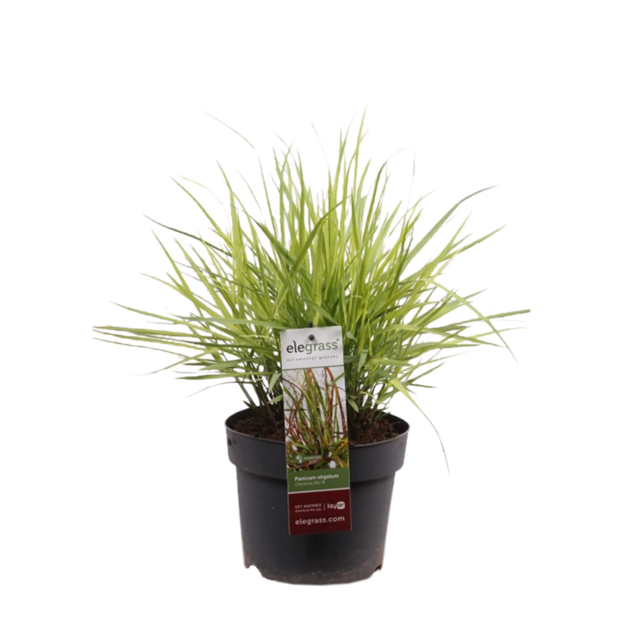 Panicum 'Cheyenne Sky' Vert-Rouge - Image 4