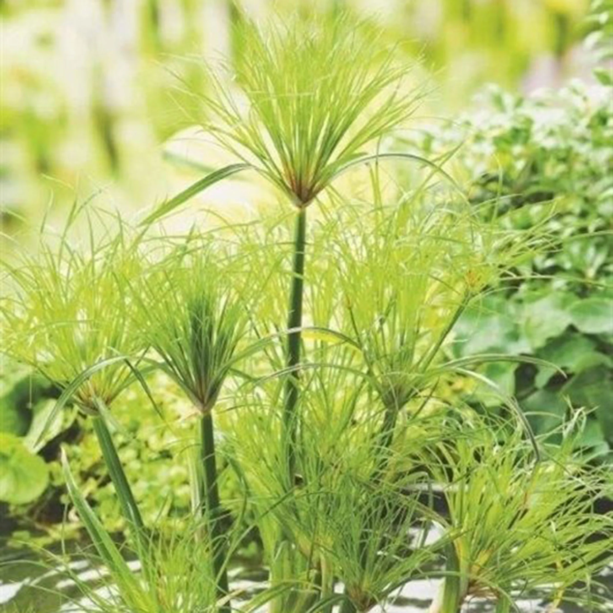 Papyrus Cyperus Percamenthus - Image 2