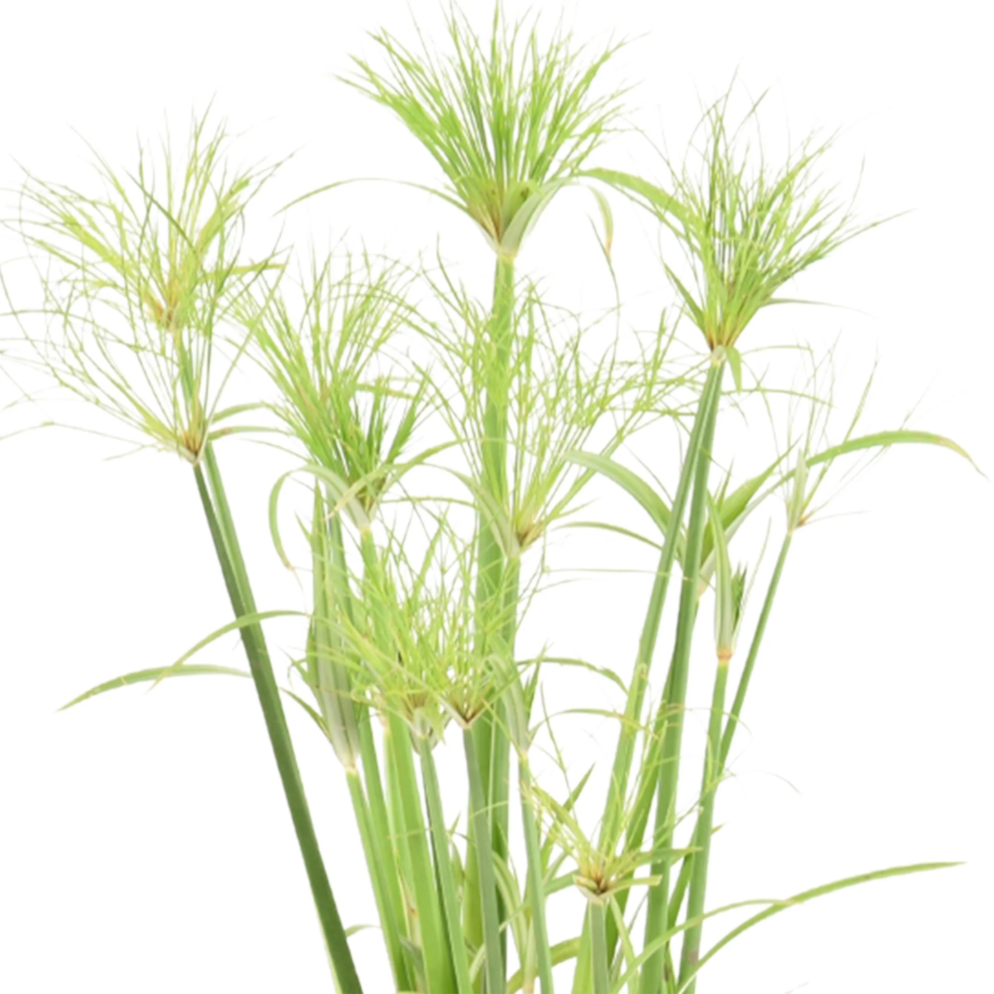 Papyrus Cyperus Percamenthus - Image 3