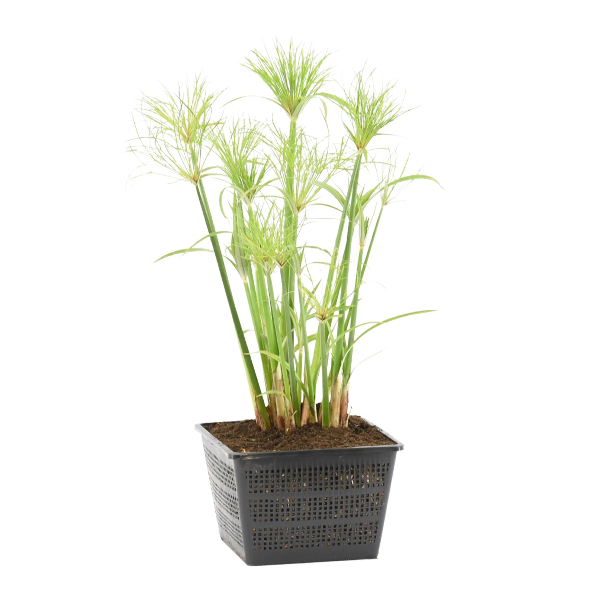 Papyrus Cyperus Percamenthus - Image 4