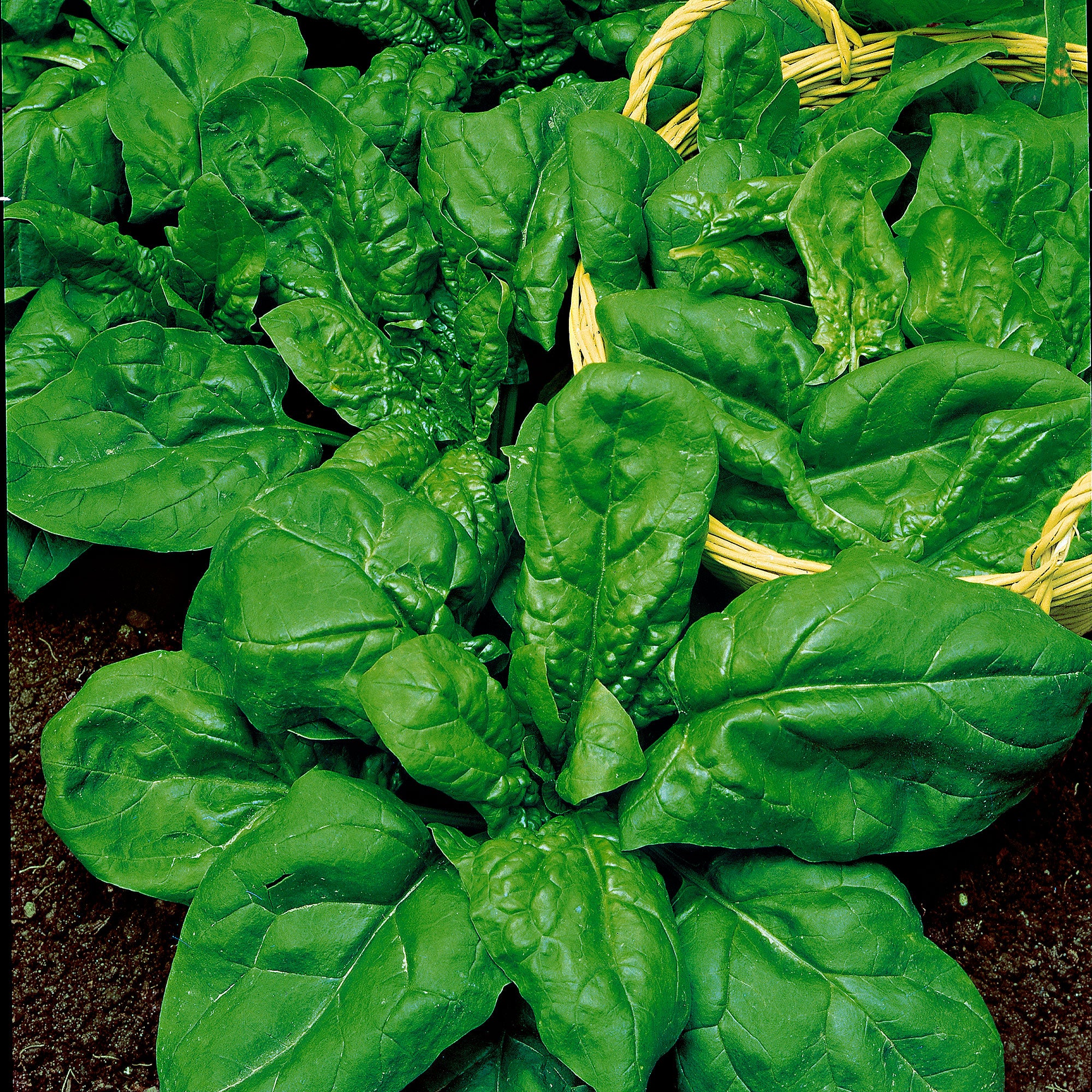 Paquet d'épinards Spinacia 'Épinards pénards' 4 m² - Semences de légumes