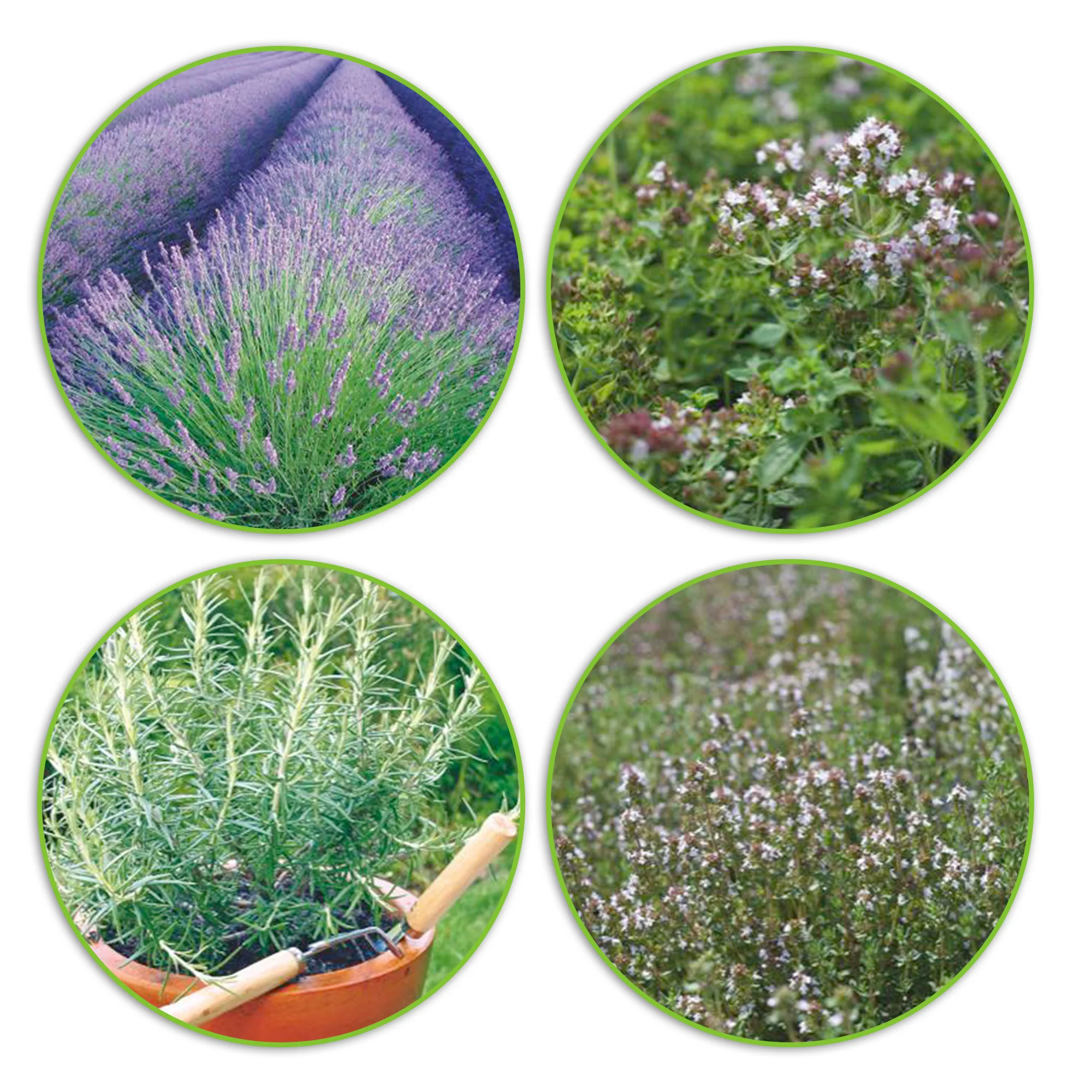 Paquet d'herbes aromatiques 'Superbes herbes' - Biologique 44 m² - Semences d’herbes - Image 2