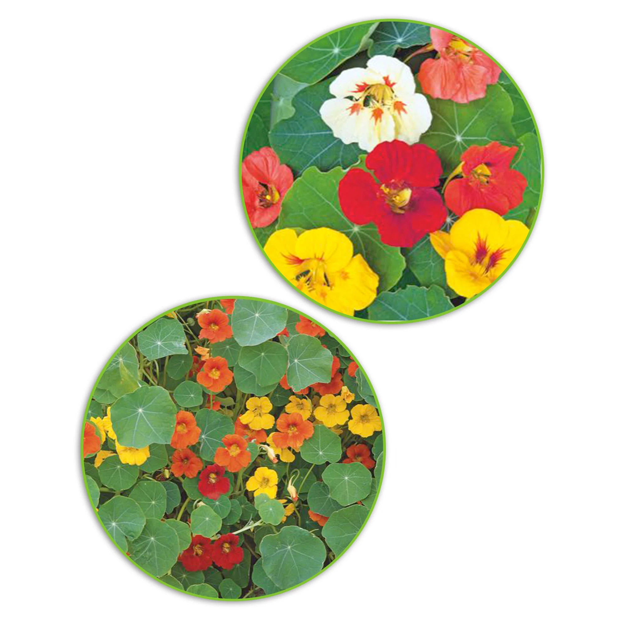 Paquet de capucines Tropaeolum 'Capucines divines' 6 m² - Semences de fleurs - Image 2