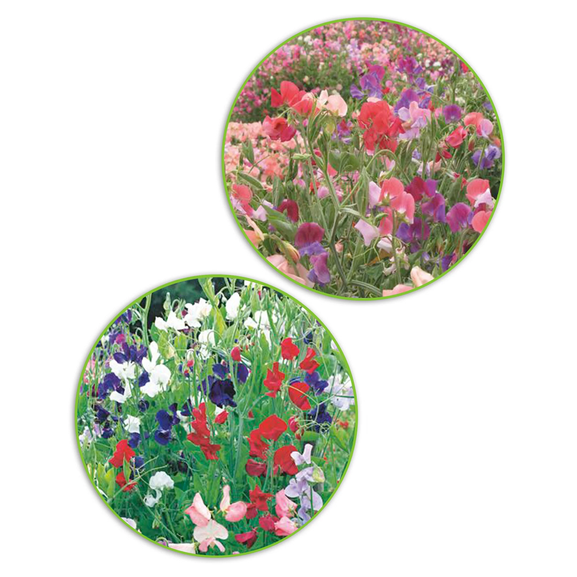 Paquet de pois de senteur Lathyrus 'Bouquet coquet' - Biologique 3 m² - Semences de fleurs - Image 2