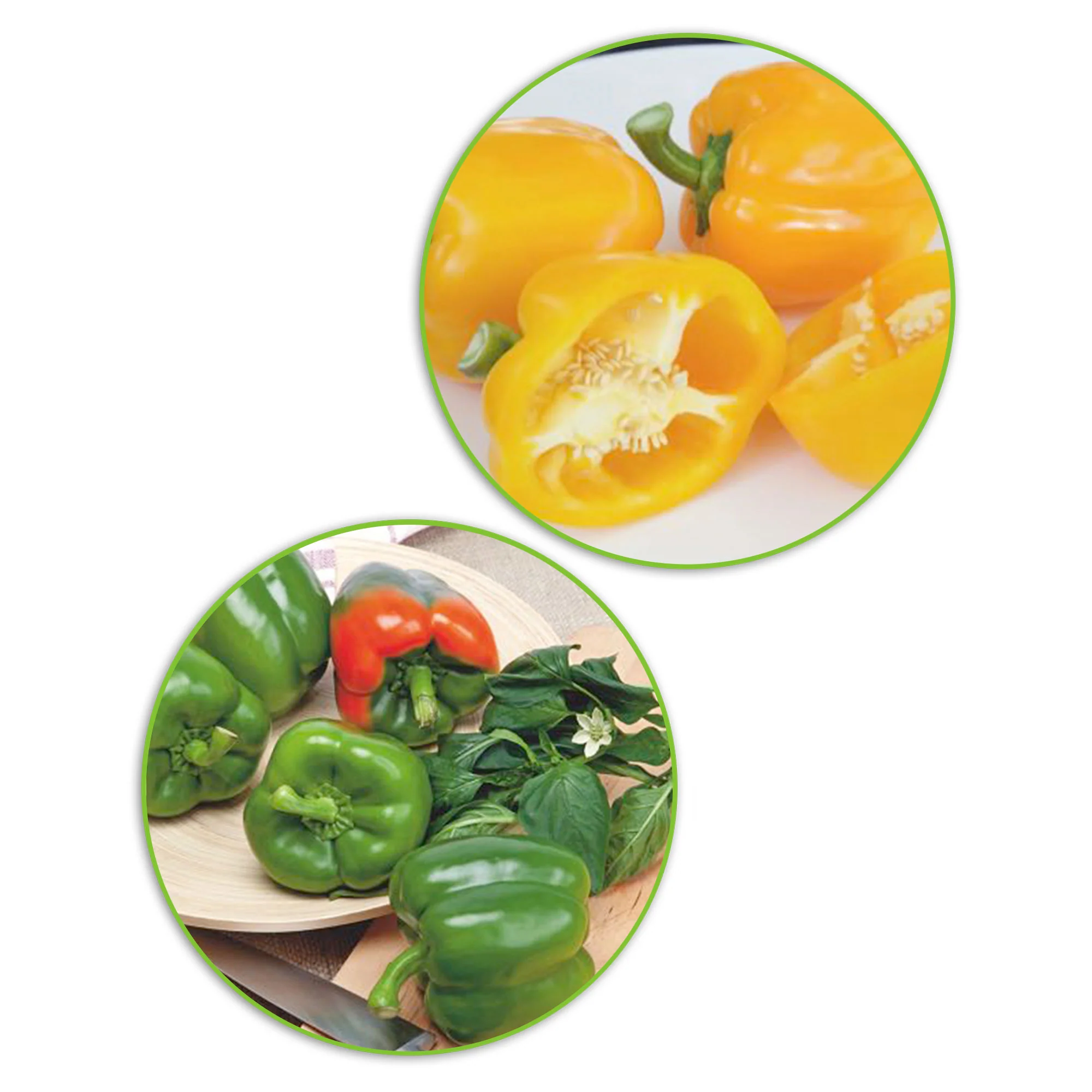 Paquet de poivrons Capsicum 'Poivrons fripons' - Biologique 10 m² - Semences de légumes - Image 2