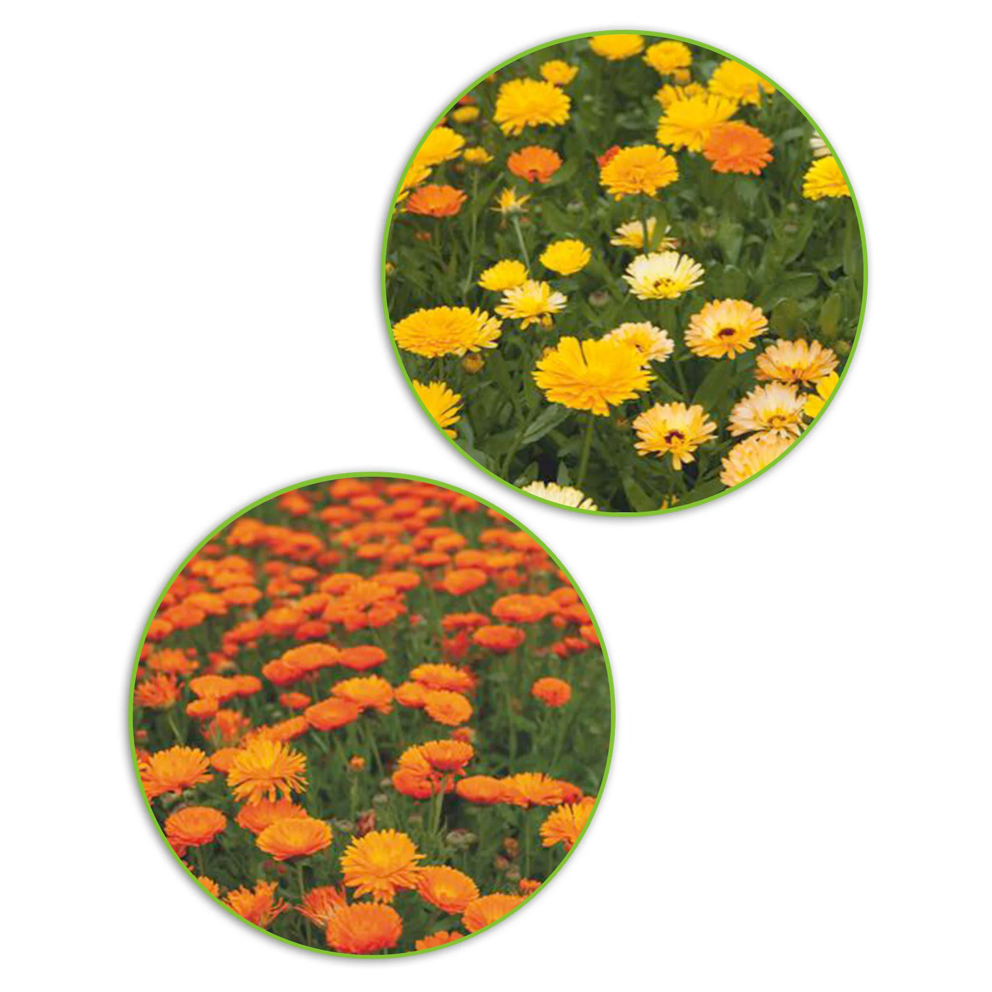 Paquet de soucis Calendula 'Soucis réussis' jaune-orangé 5,5 m² - Semences de fleurs
