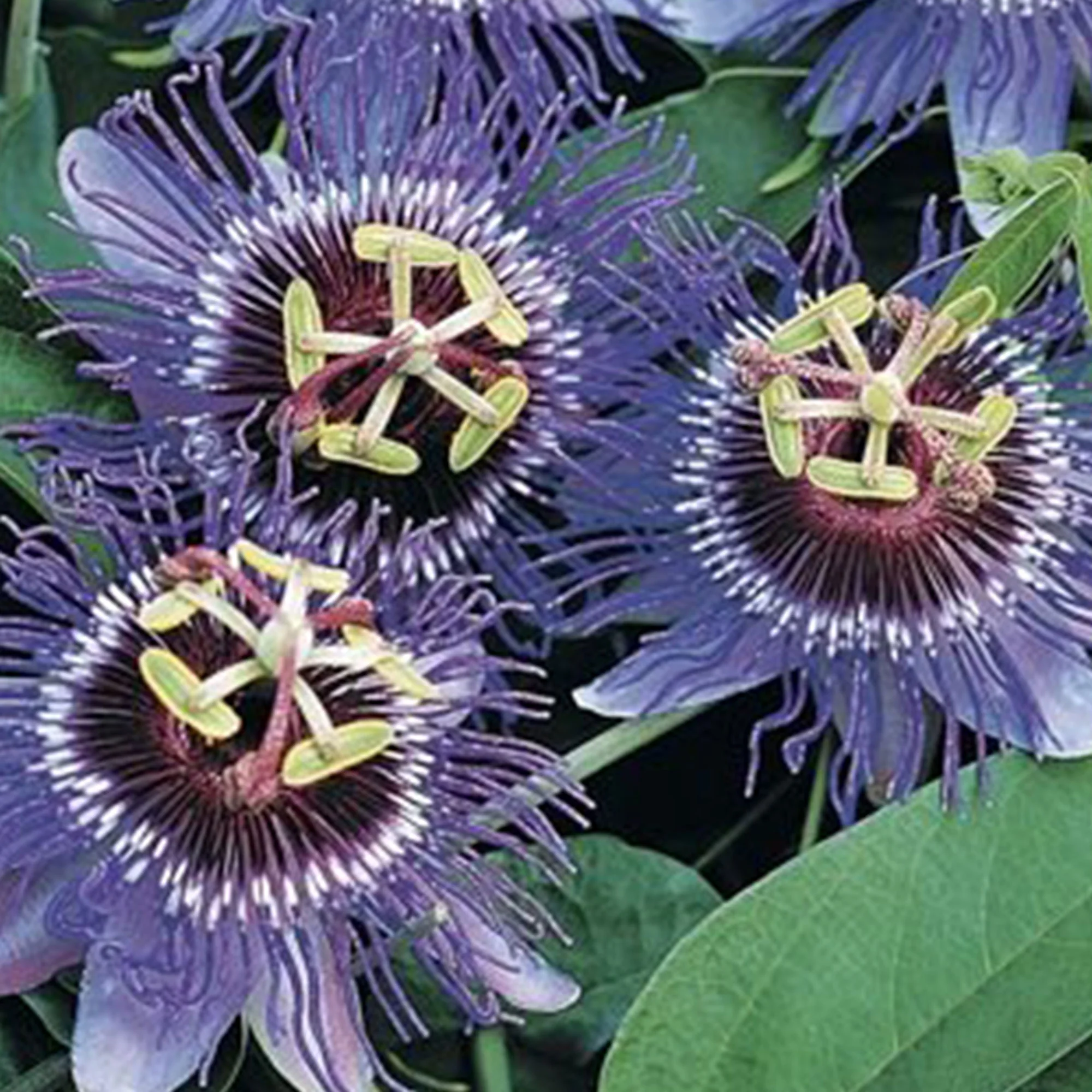 Passiflore Passiflora 'Purple Haze' violet - Image 3