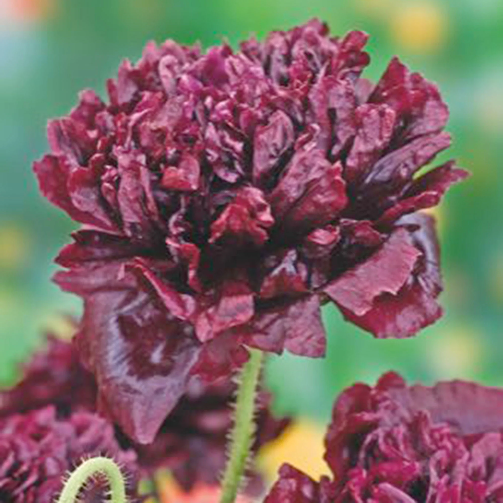 Pavot 'Black Paeony' violet 1 m² - Semences de fleurs - Image 4