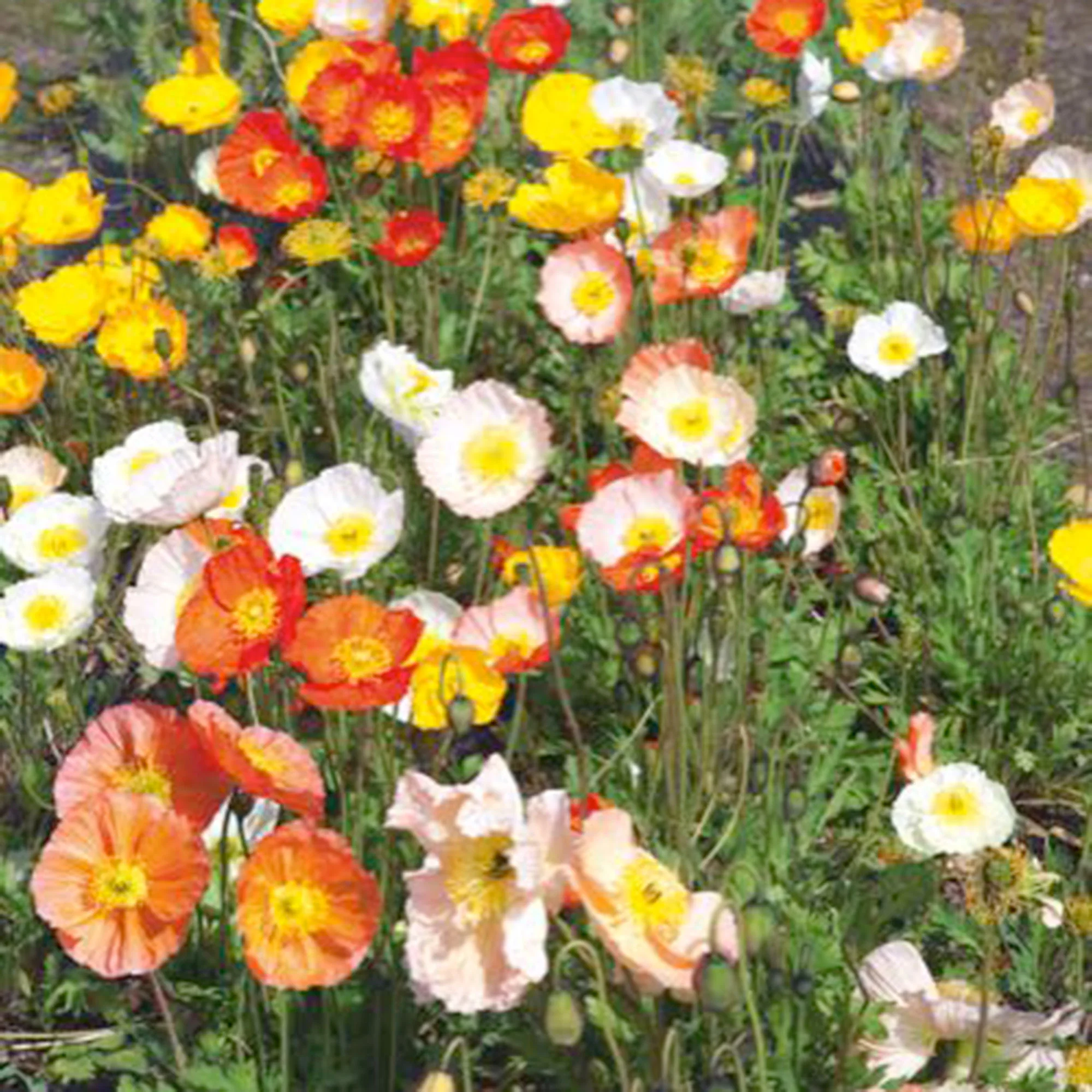 Pavot nudicaule - Mélange jaune-orangé-blanc 45 m² - Semences de fleurs - Image 2